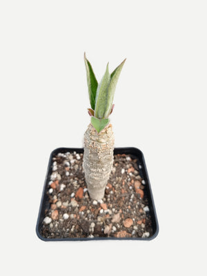 Euphorbia ankarensis  | Vorbestellung für März/April 2026 |