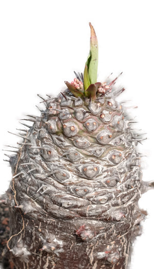 Euphorbia pachypodioides  | Vorbestellung für März/April 2026 |