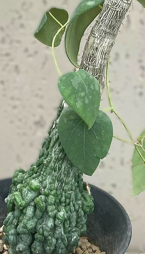 Adenia stylosa | Vorbestellung 2026