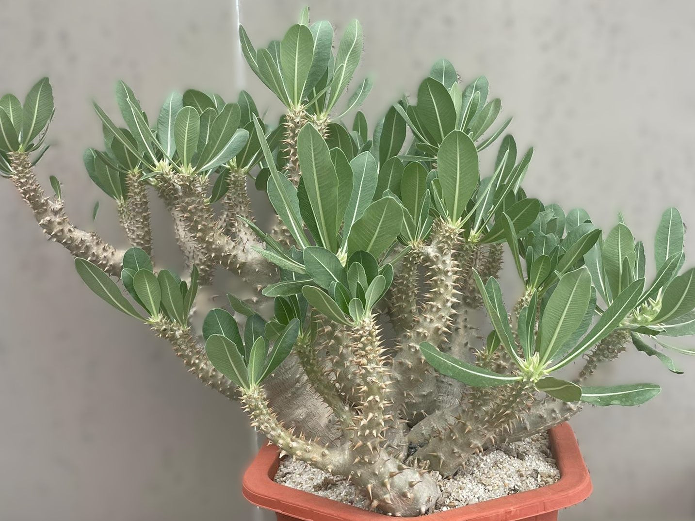 Pachypodium makayense