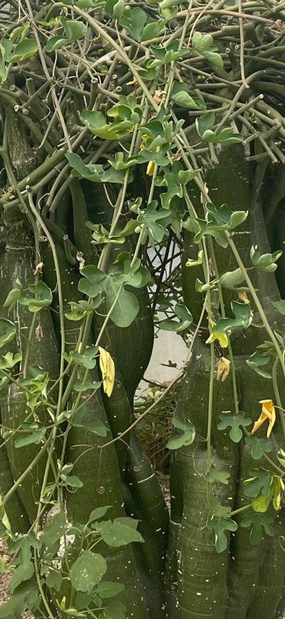 Adenia venenata