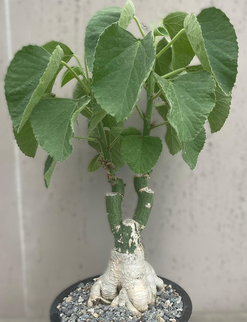 Adenia keramanthus
