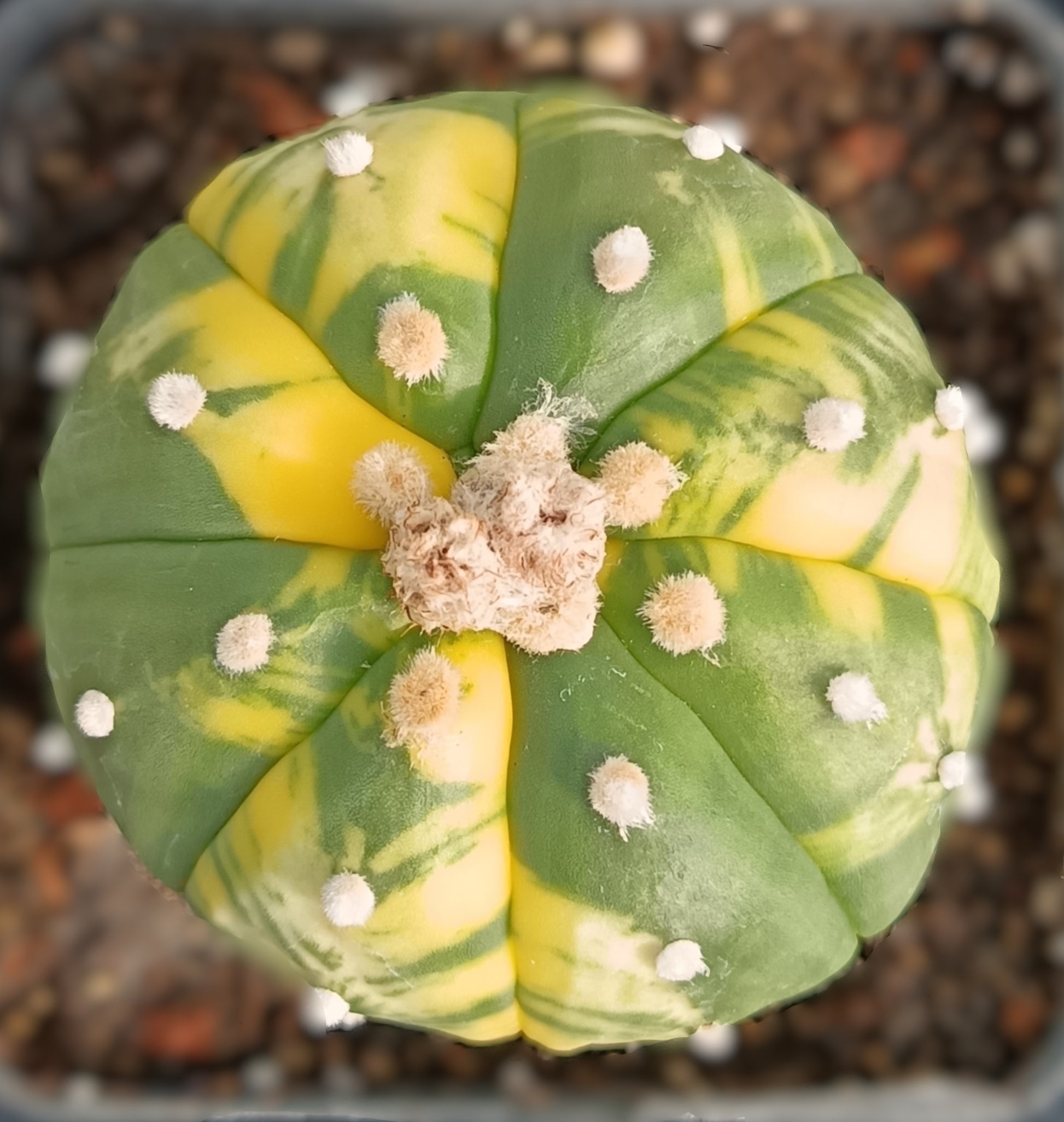 Astrophytum asterias f. variegata