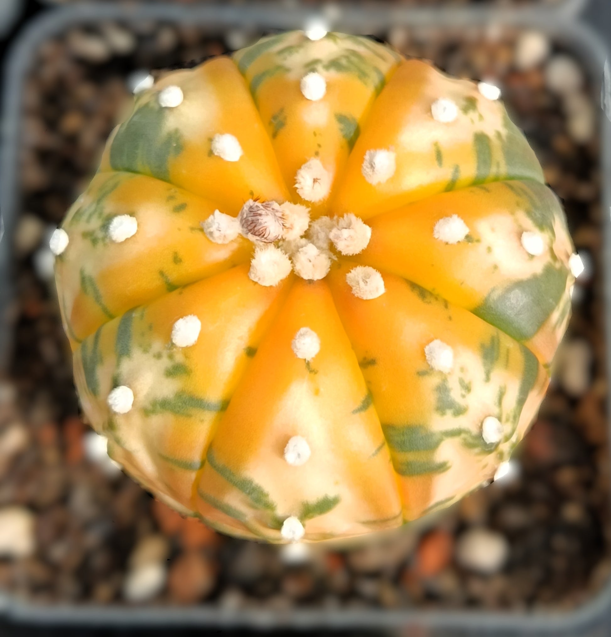 Astrophytum asterias f. variegata