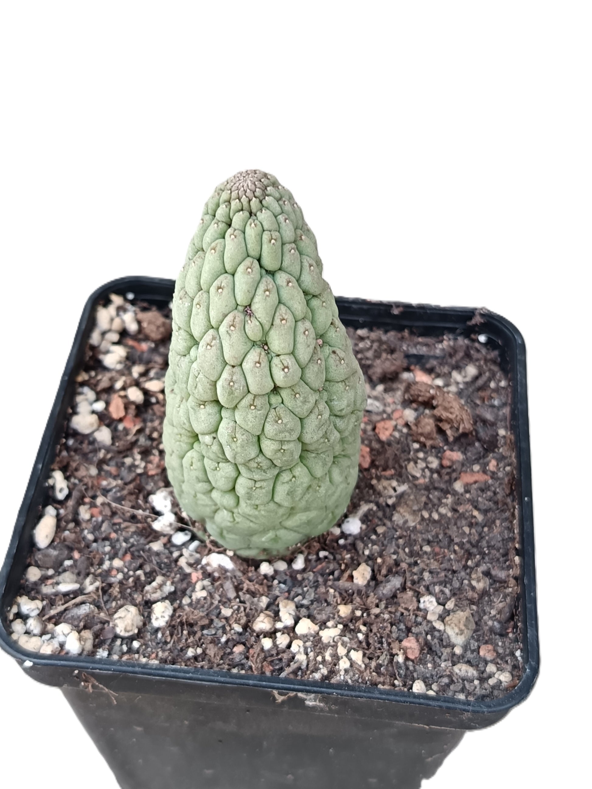 Trichocaulon cactiforme