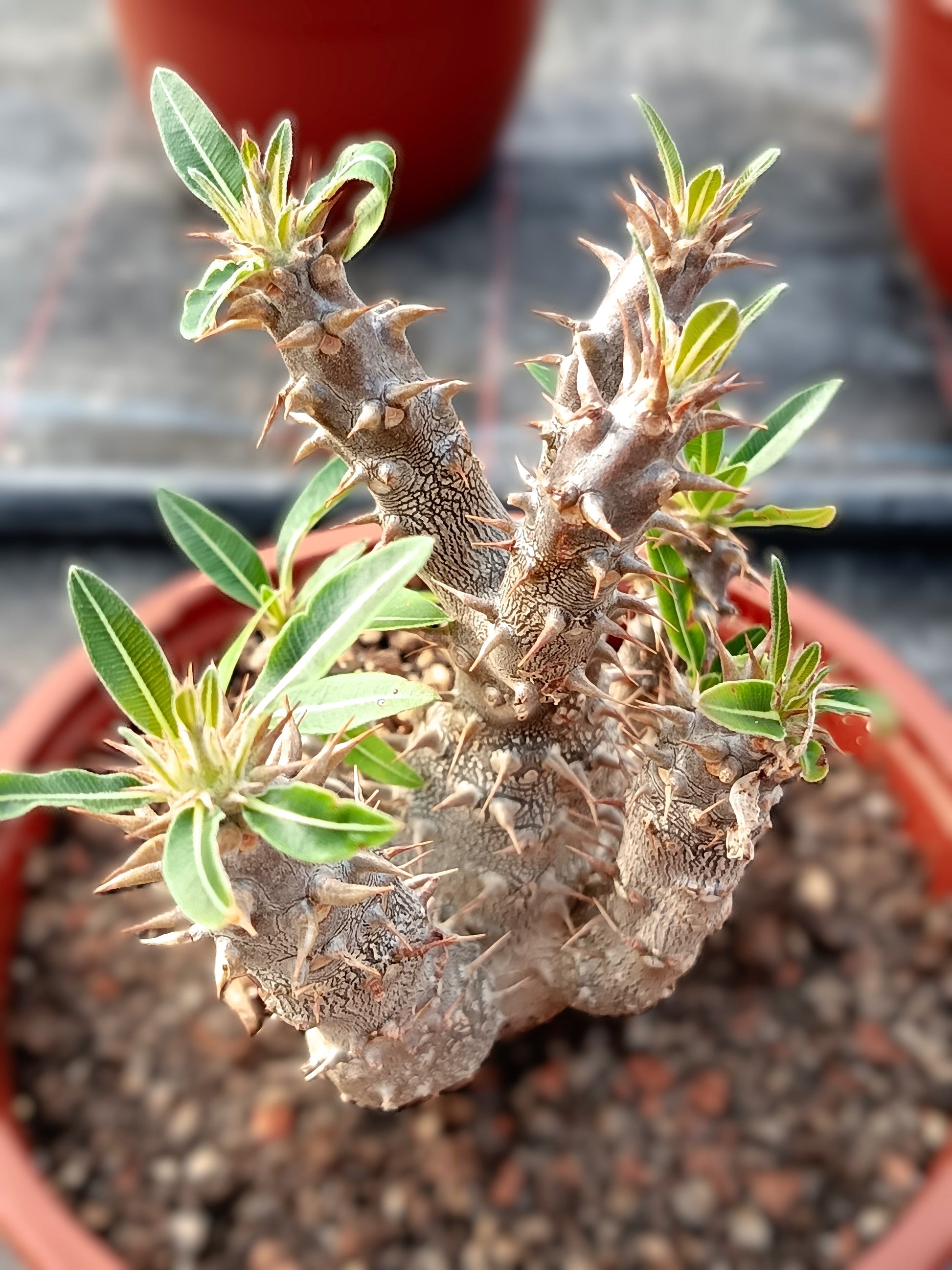Pachypodium makayense