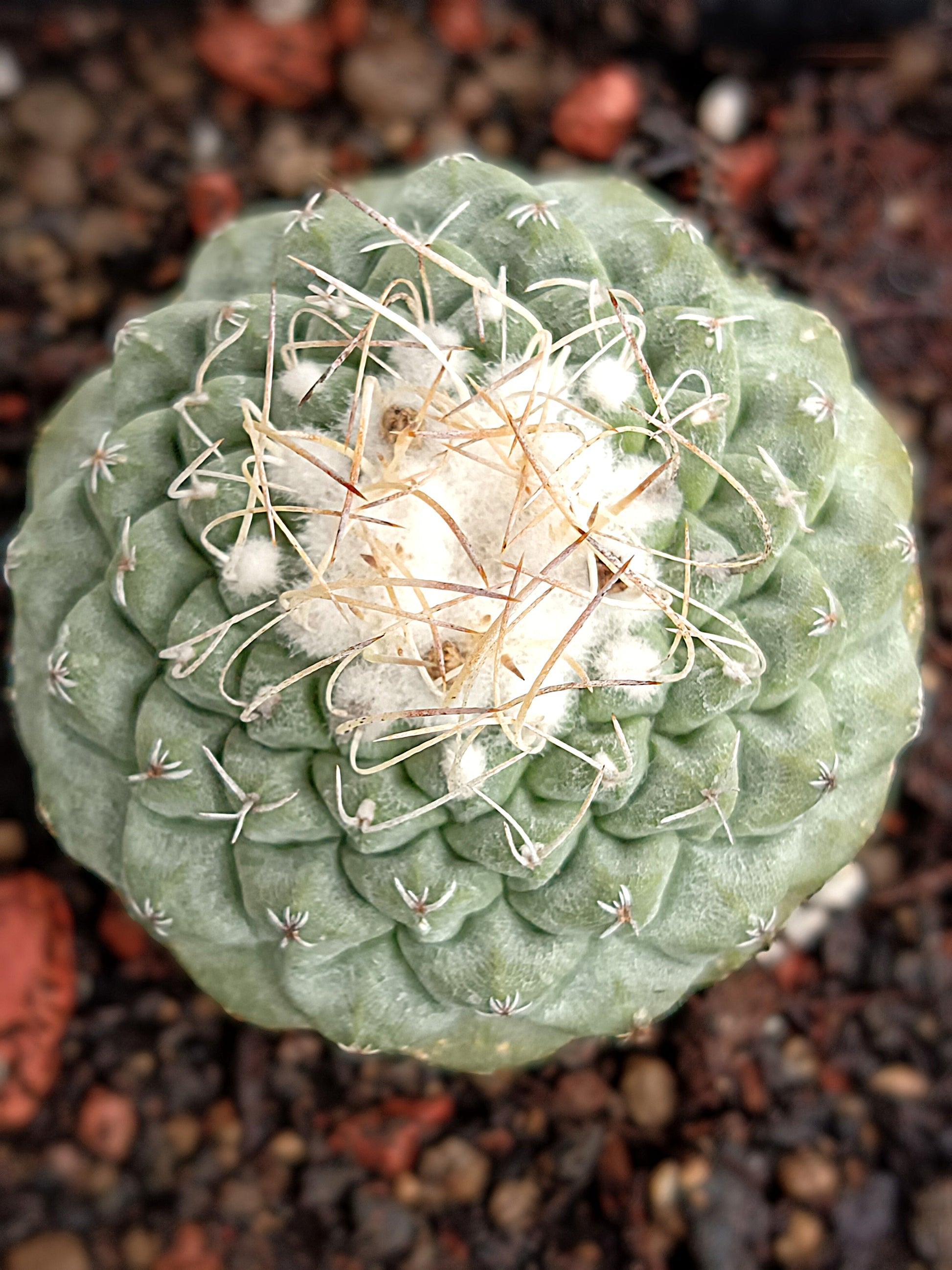 Strombocactus disciformis