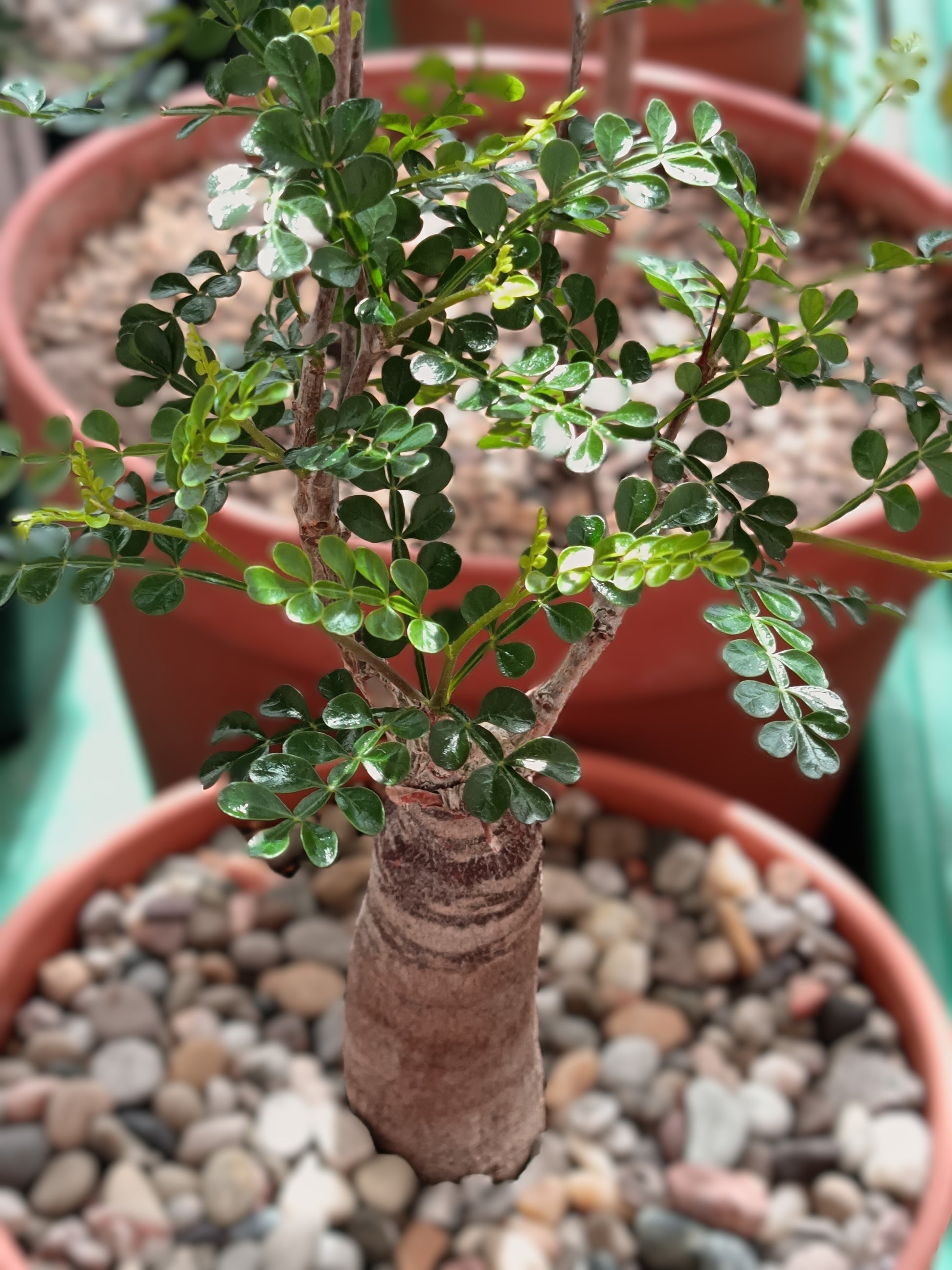 Operculicarya pachypus
