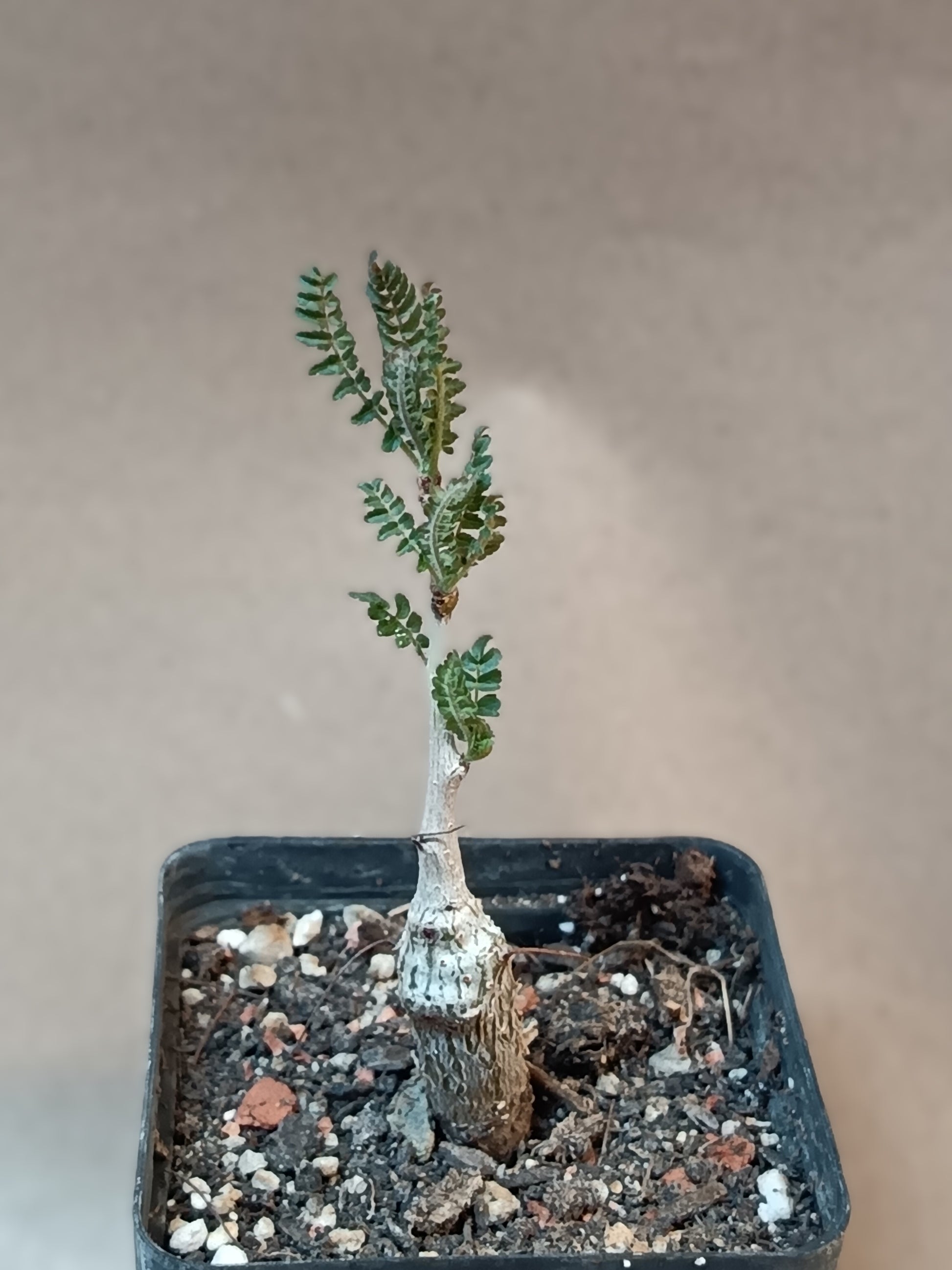 Boswellia neglecta