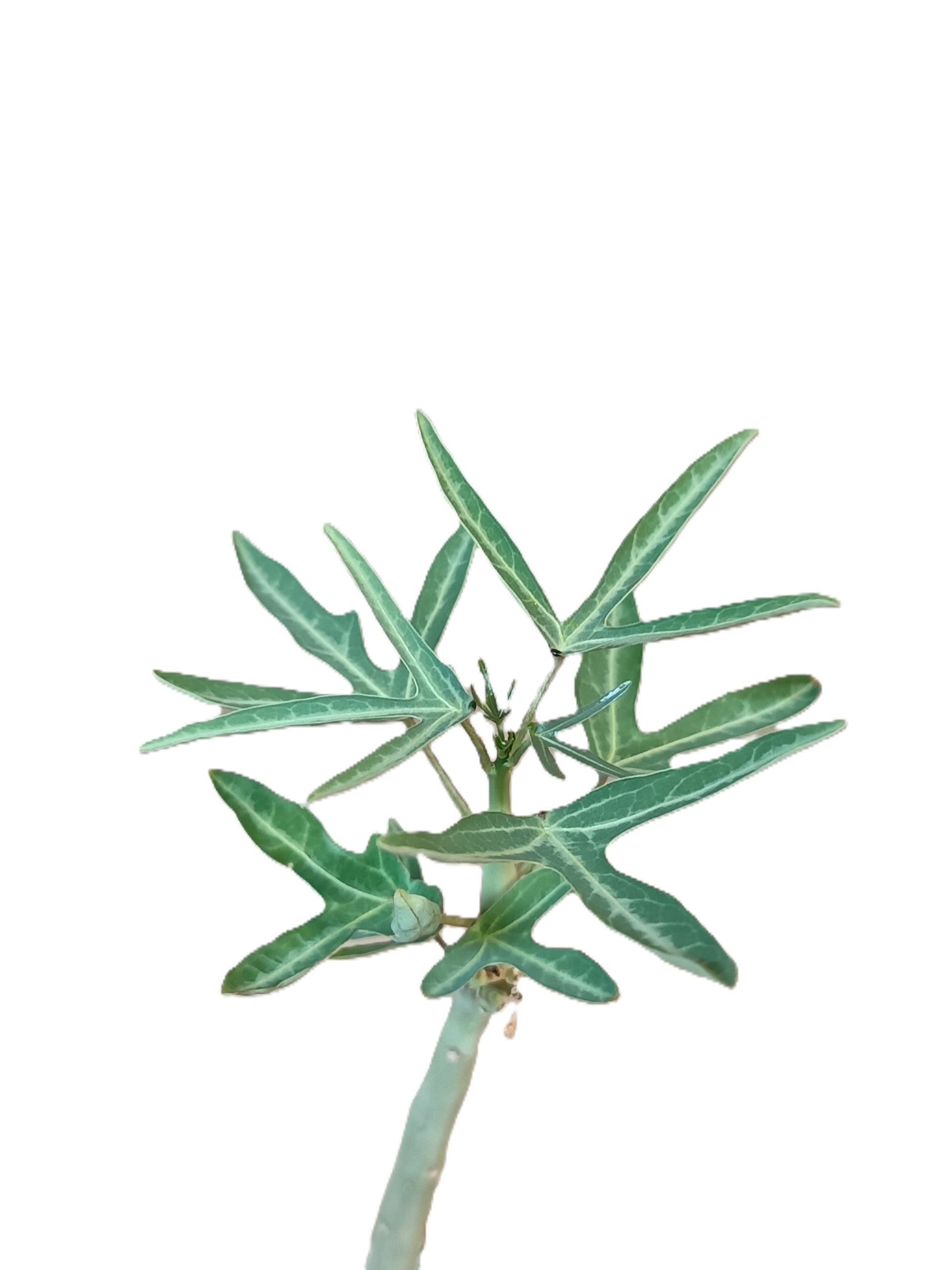 Adenia venenata