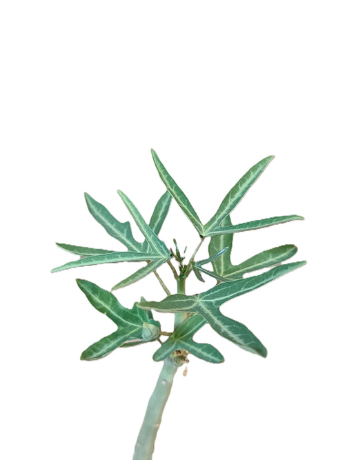 Adenia venenata