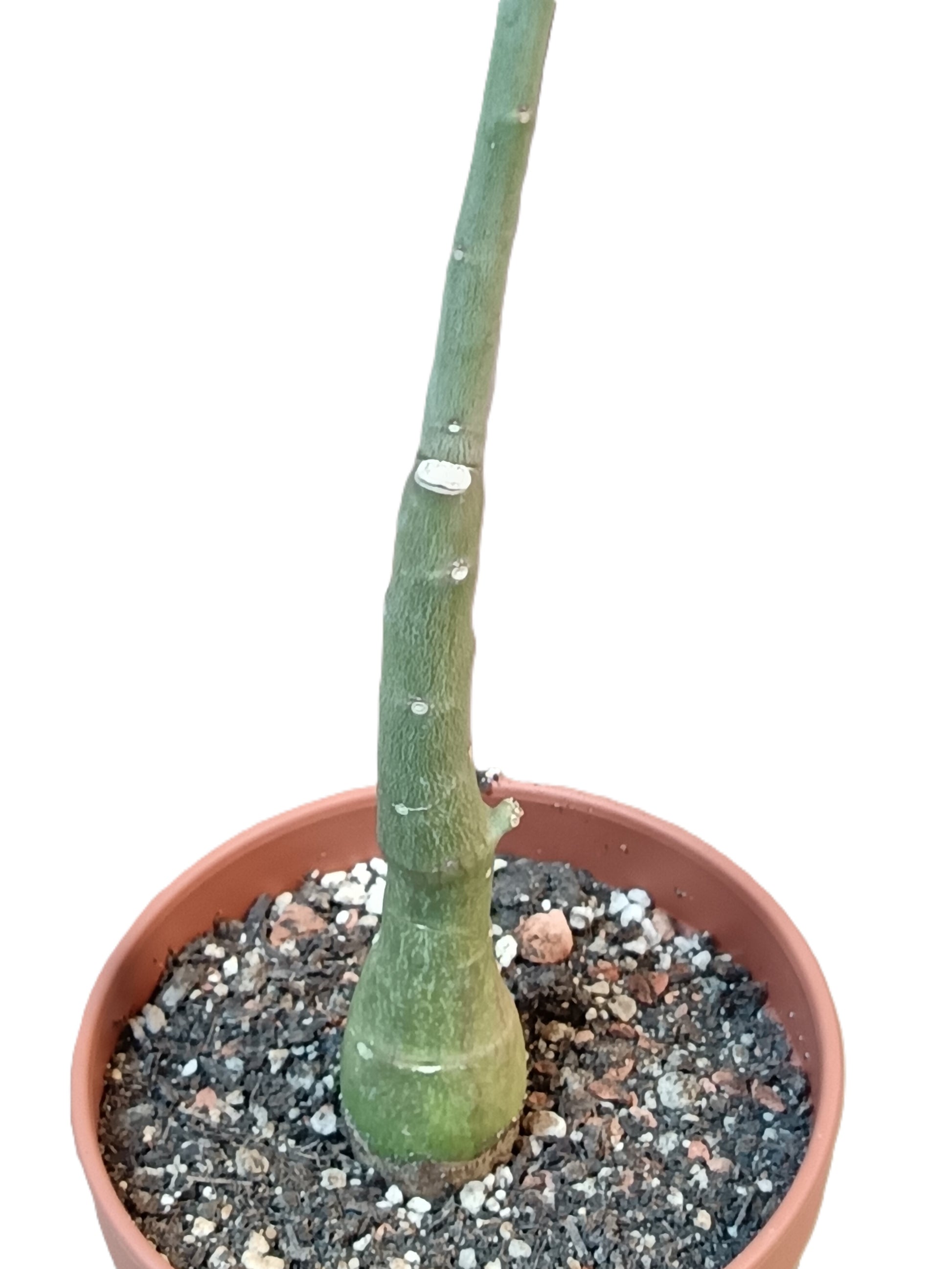 Adenia venenata