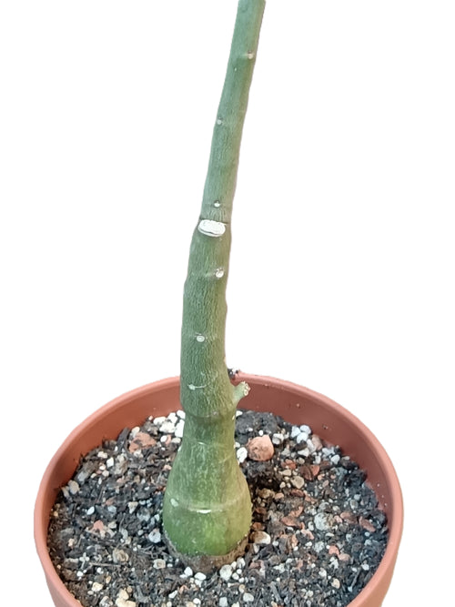 Adenia venenata