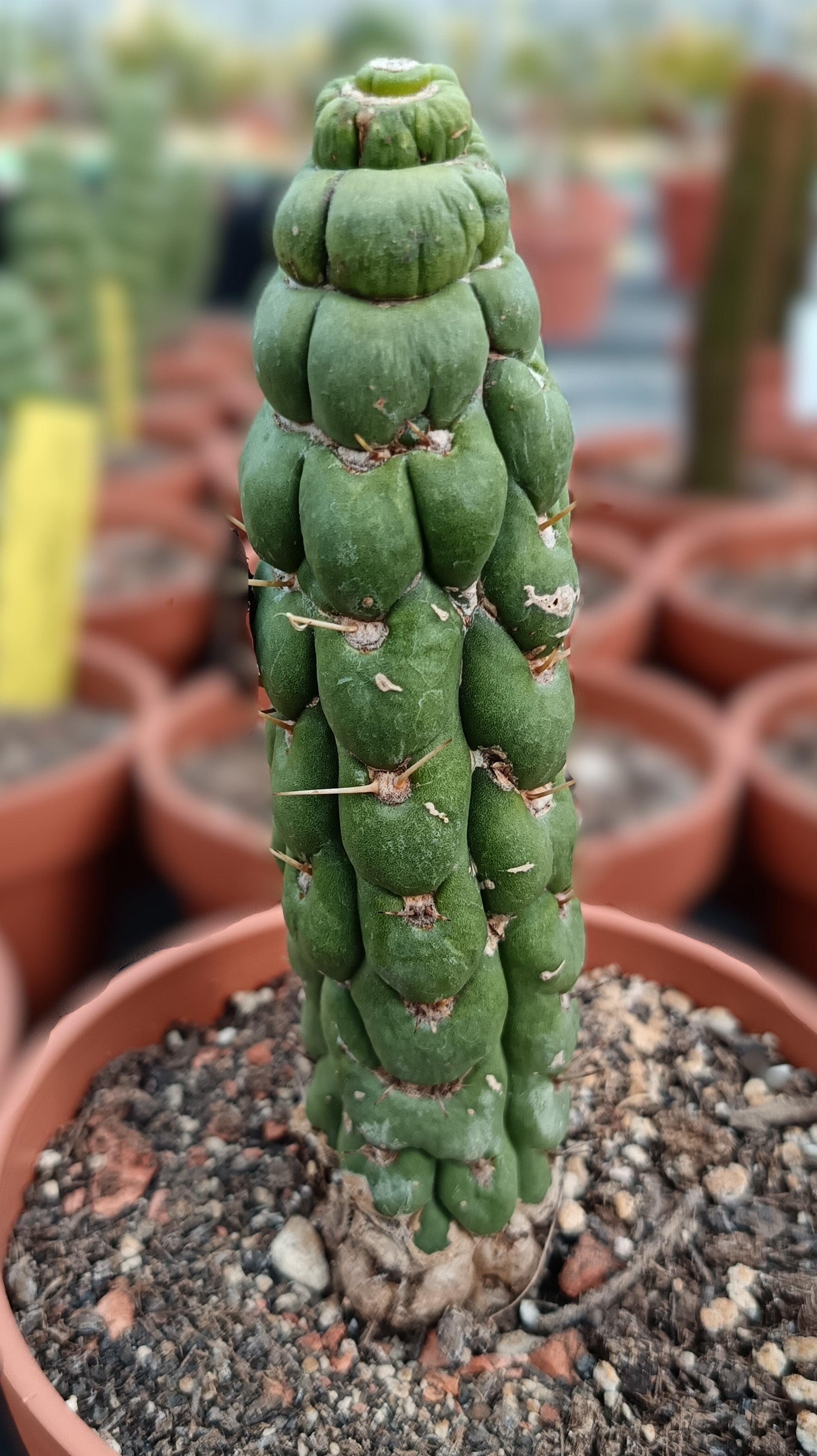 Eulychnia casteana f. spiralis