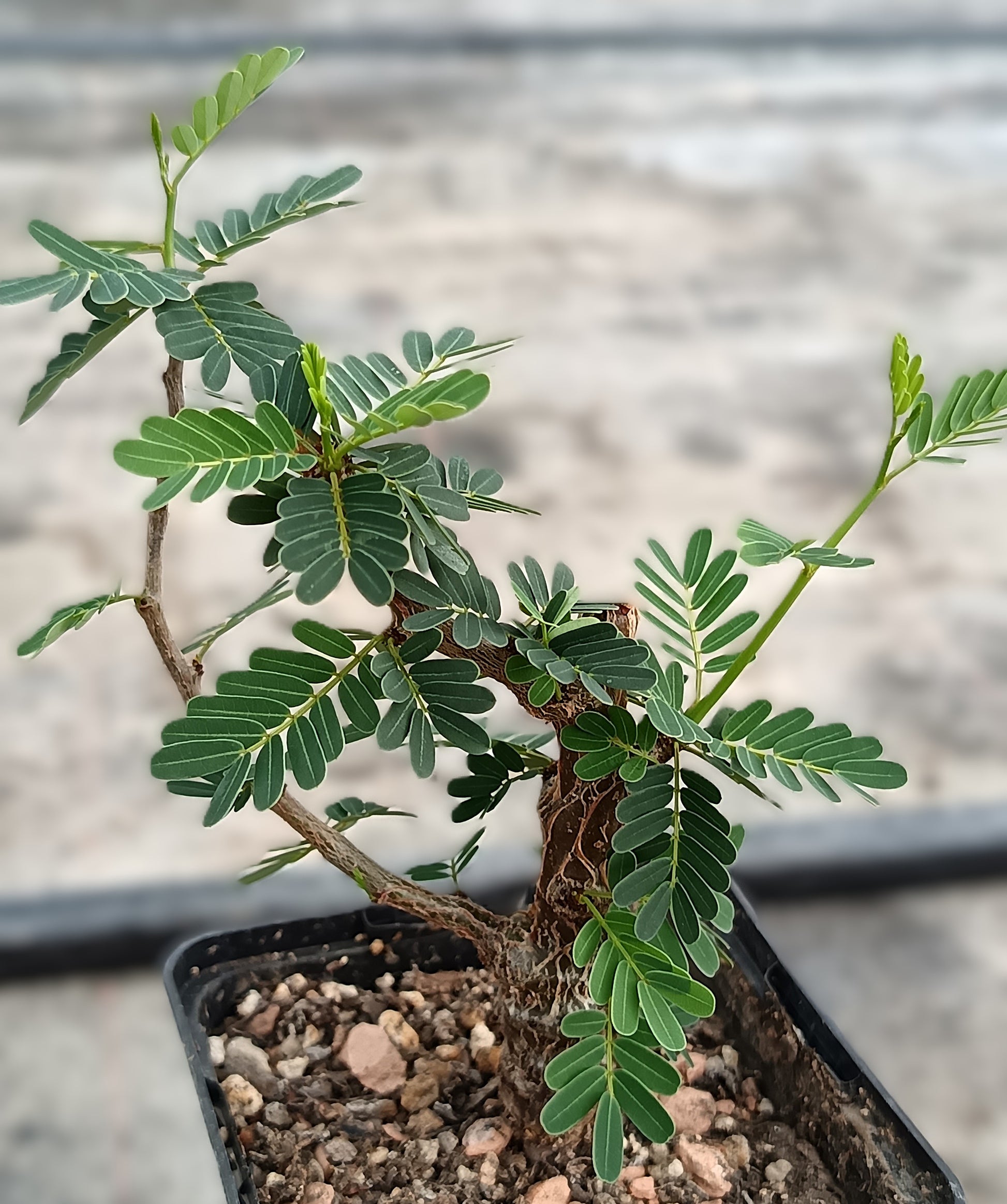 Senna meridionalis