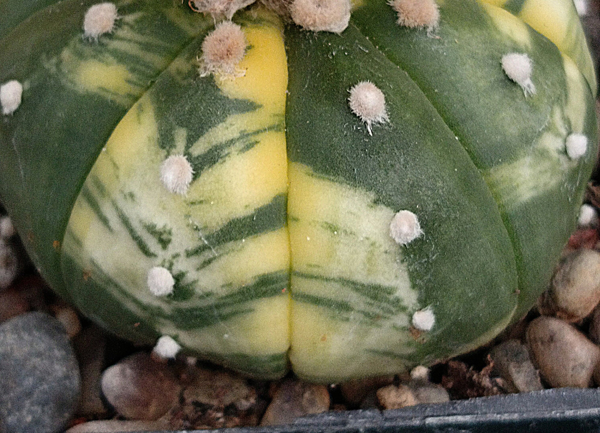 Astrophytum asterias f. variegata - Sonderangebot