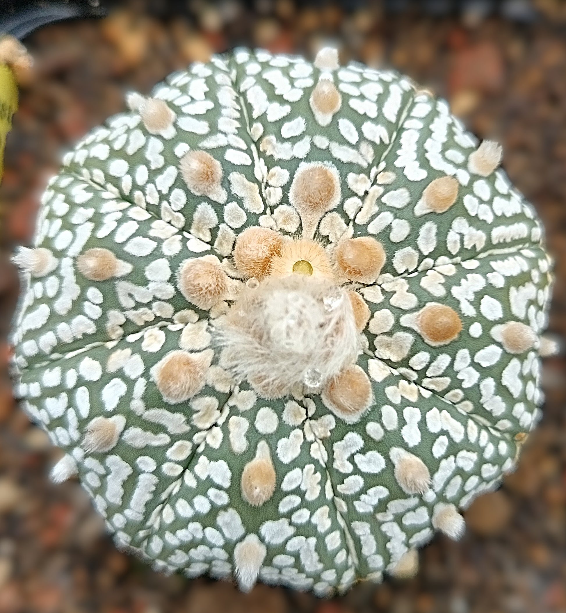 Astrophytum asterias cv. superkabuto