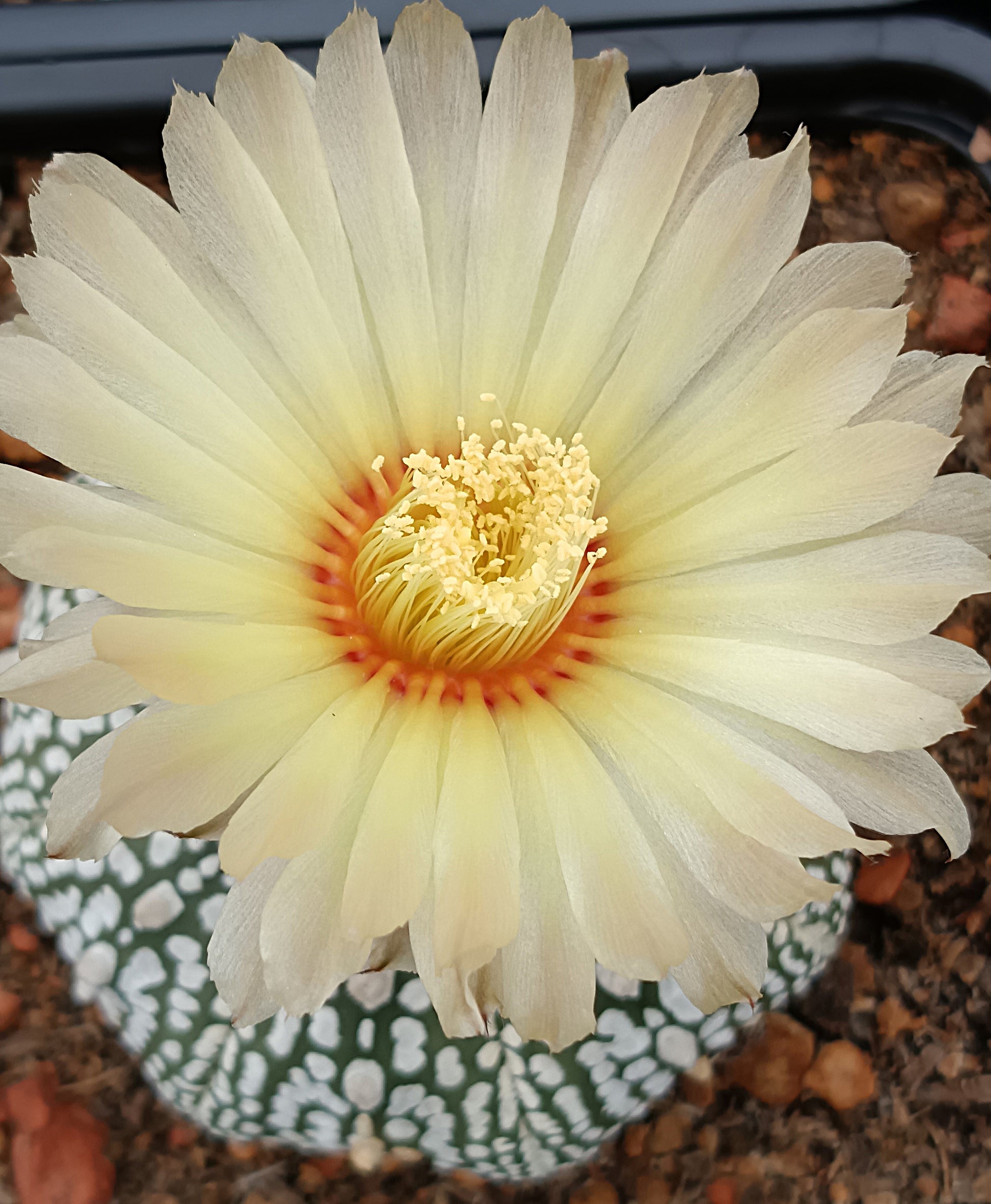 Astrophytum asterias cv. superkabuto