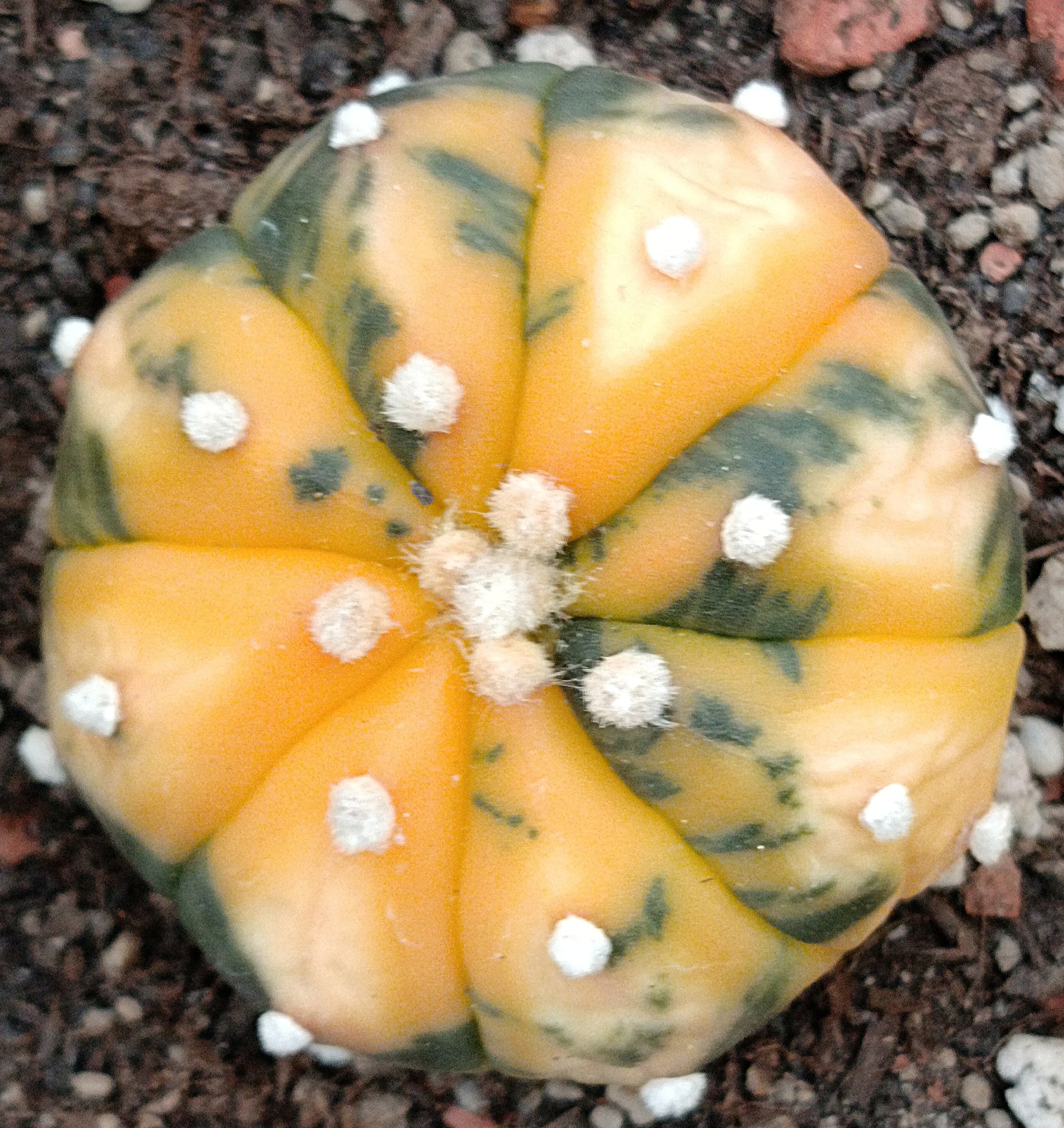 Astrophytum asterias f. variegata - Sonderangebot