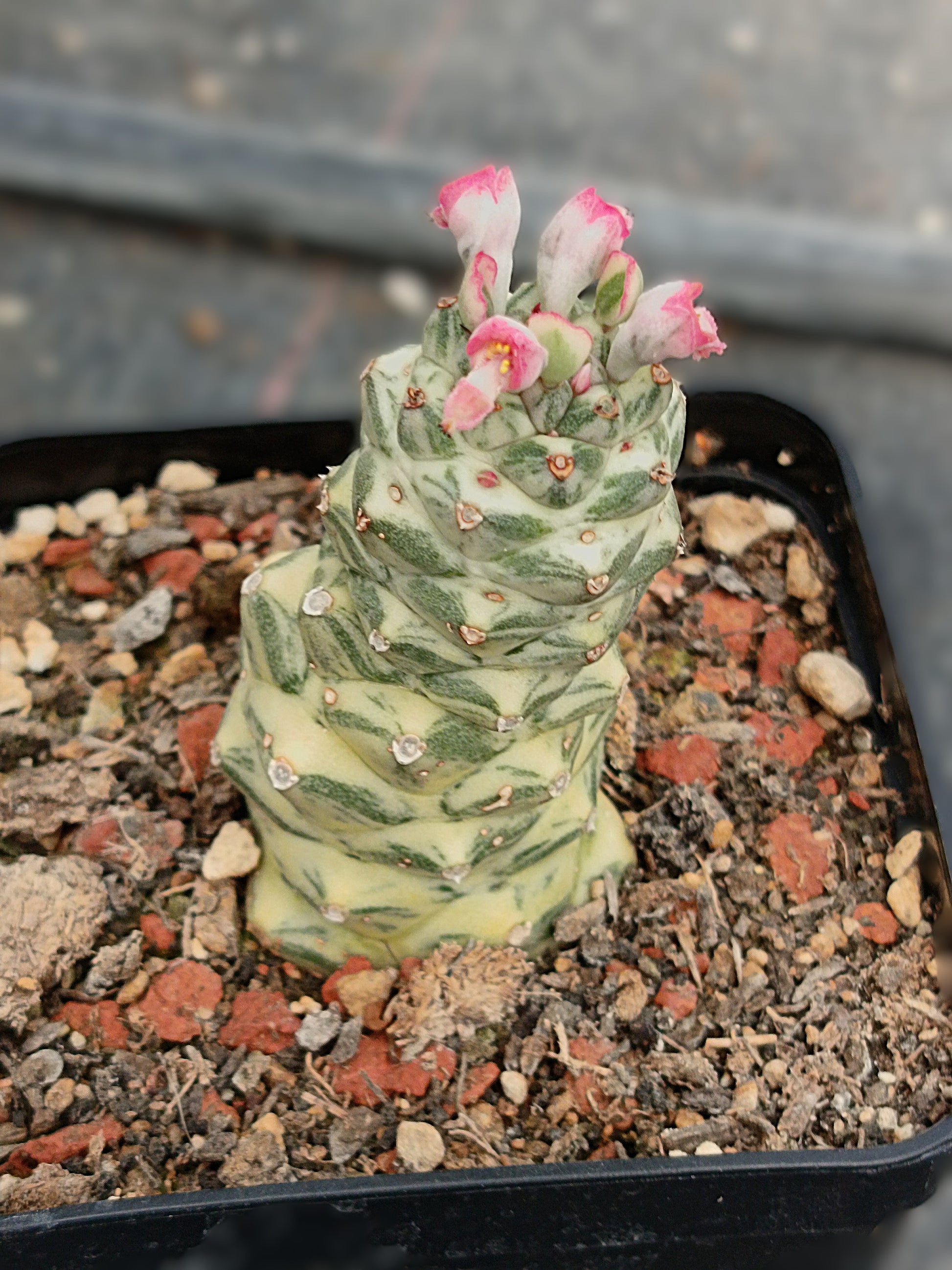 Monadenium ritchiei cv. variegata – Seltene, panaschierte Sukkulente