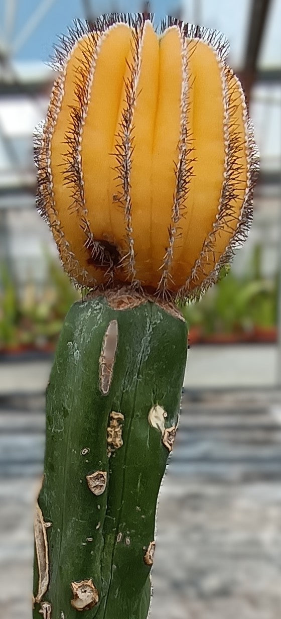 Uebelmannia auf Myrtillocactus