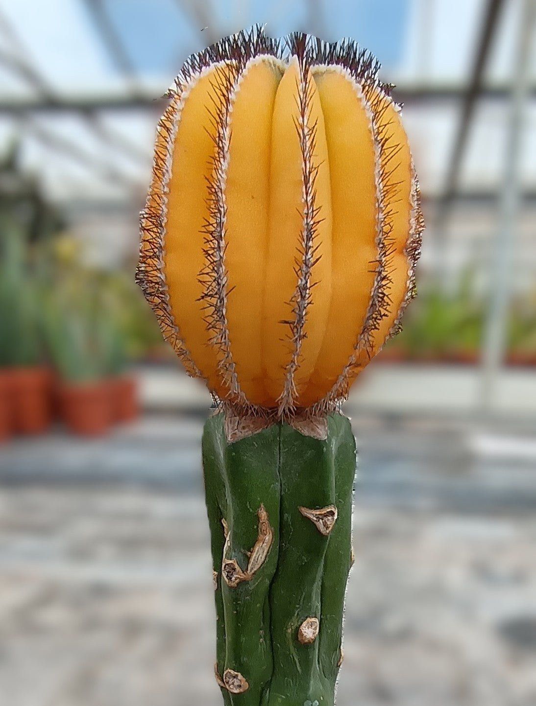 Uebelmannia auf Myrtillocactus