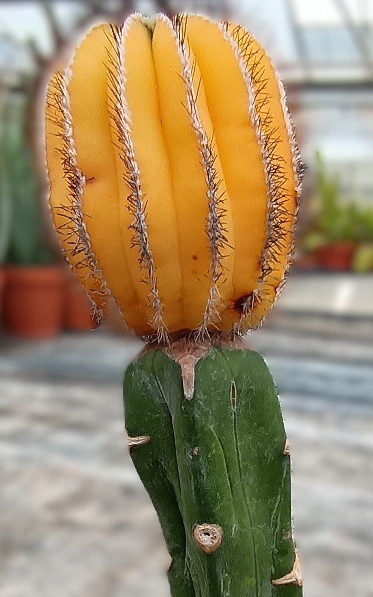 Uebelmannia auf Myrtillocactus