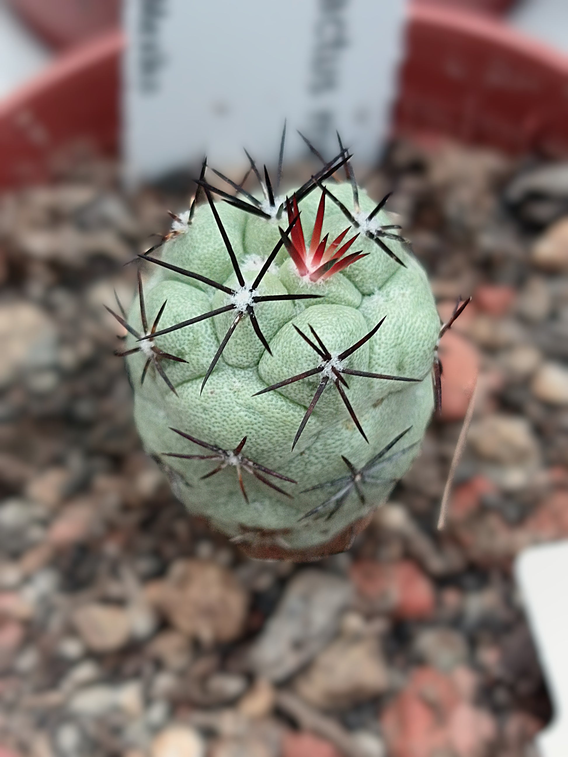 Ortegocactus macdougalii