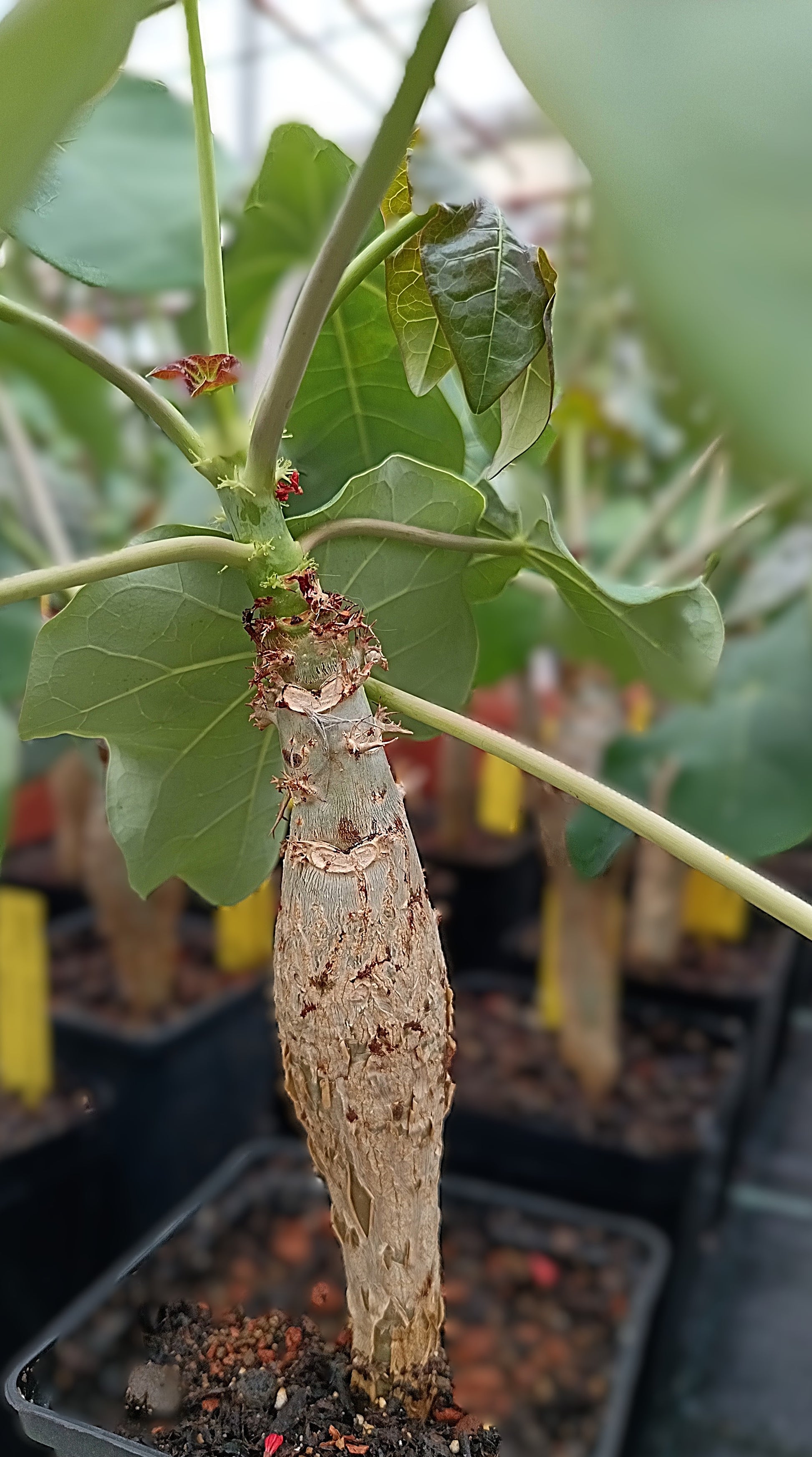 Jatropha podagrica