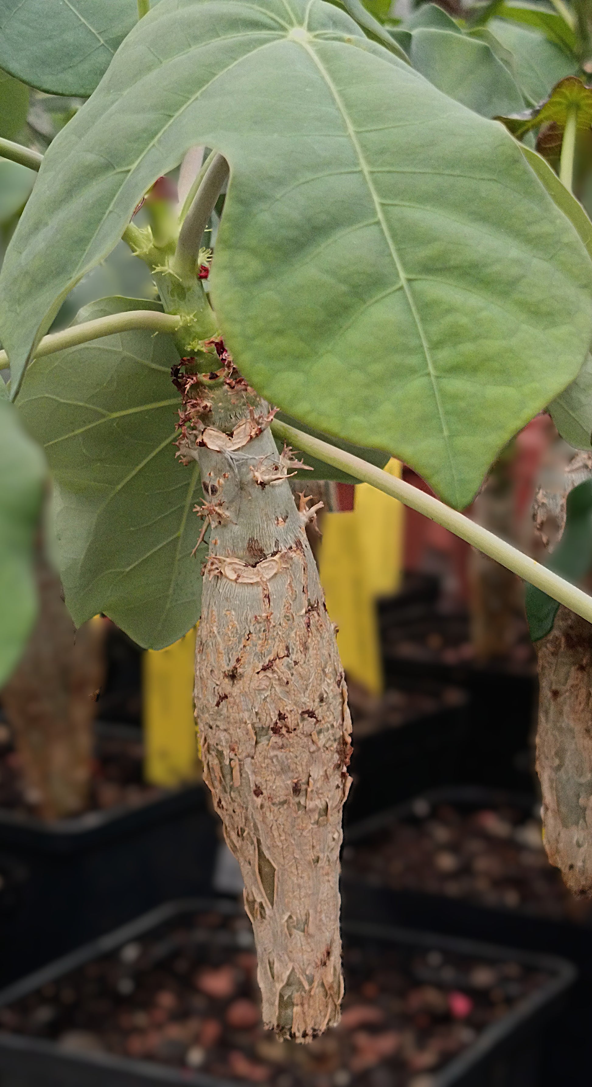 Jatropha podagrica