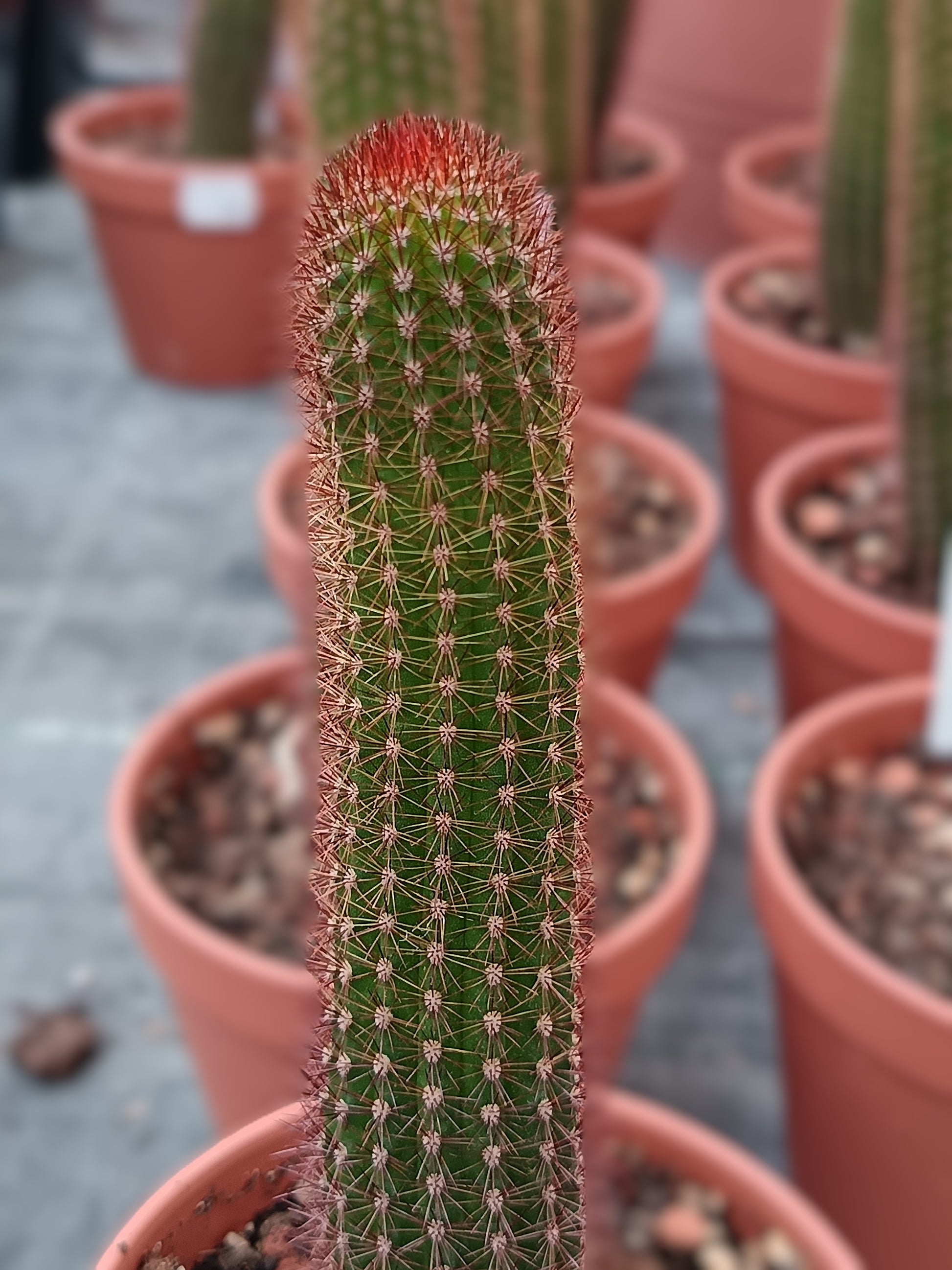 Hildewintera aureispina Hybride