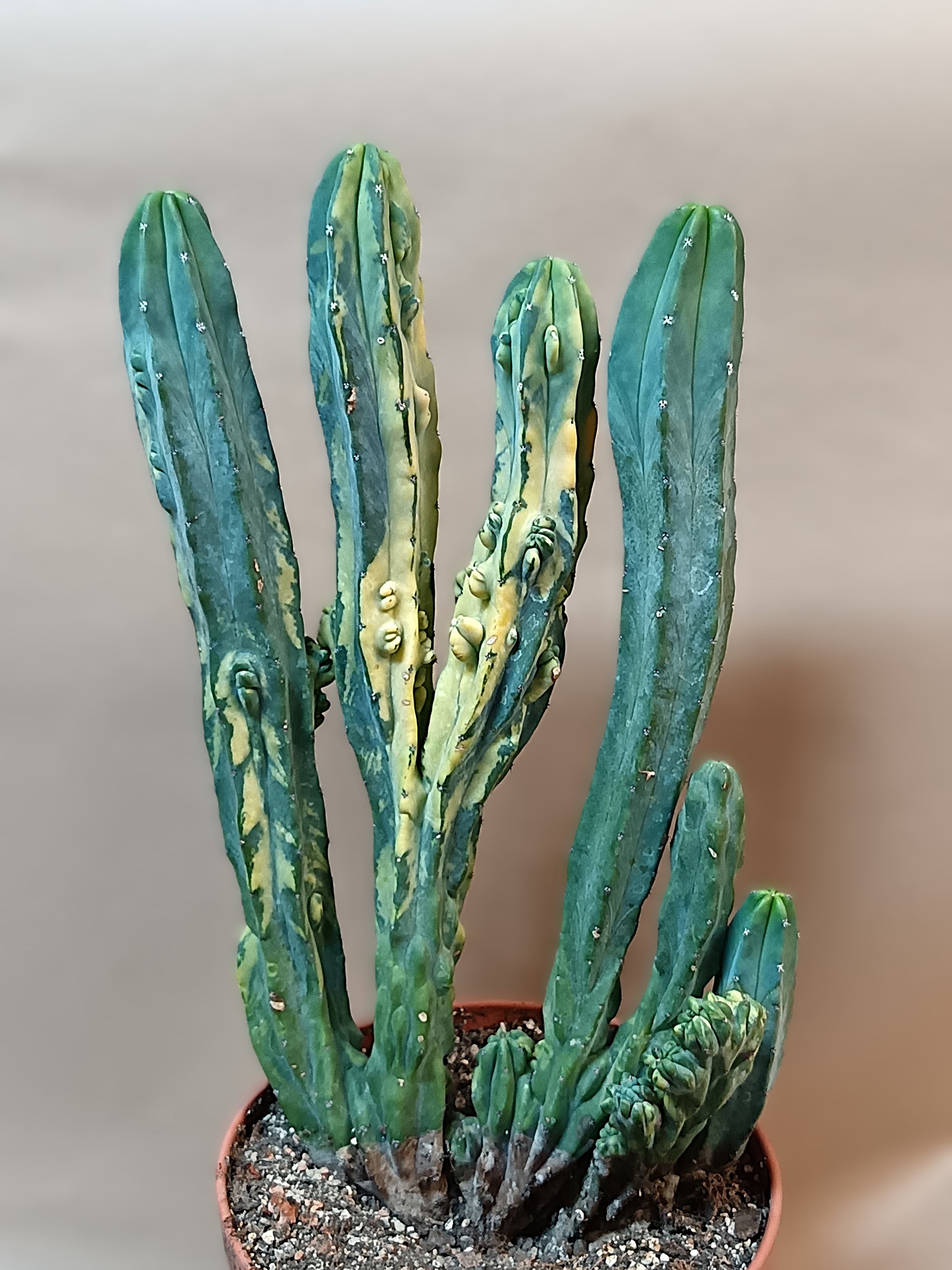 Myrtillocactus geometrizans f. variegata