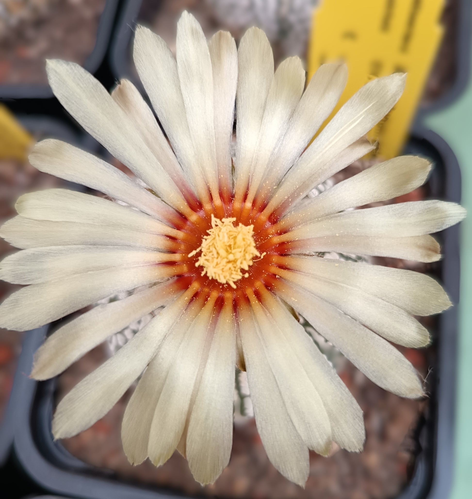 Astrophytum asterias cv. superkabuto
