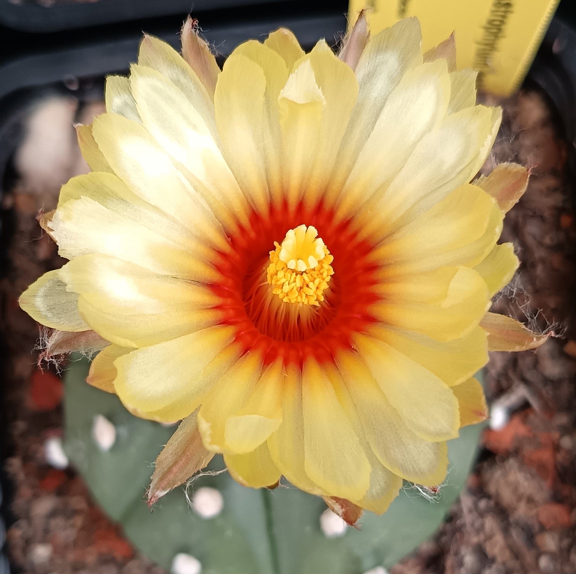 Astrophytum asterias var. nudum