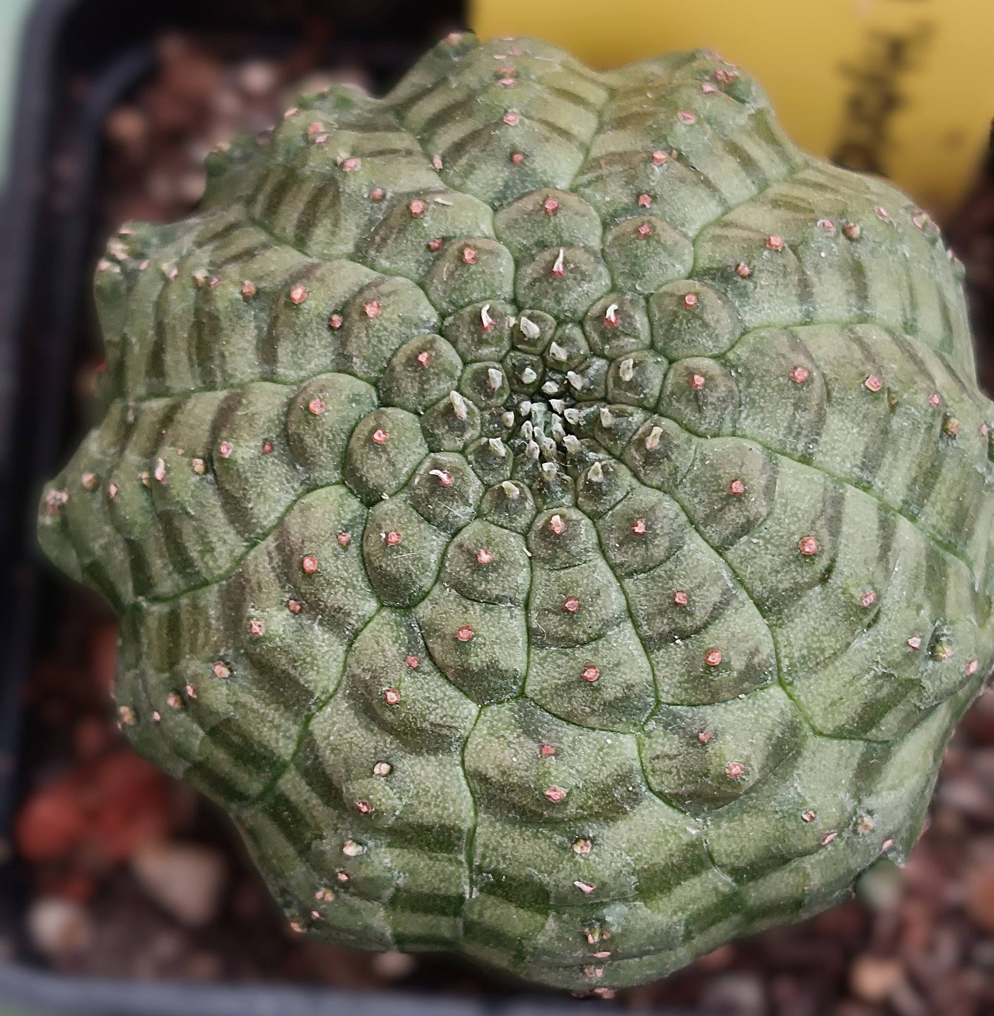 Euphorbia obesa 'kikko'