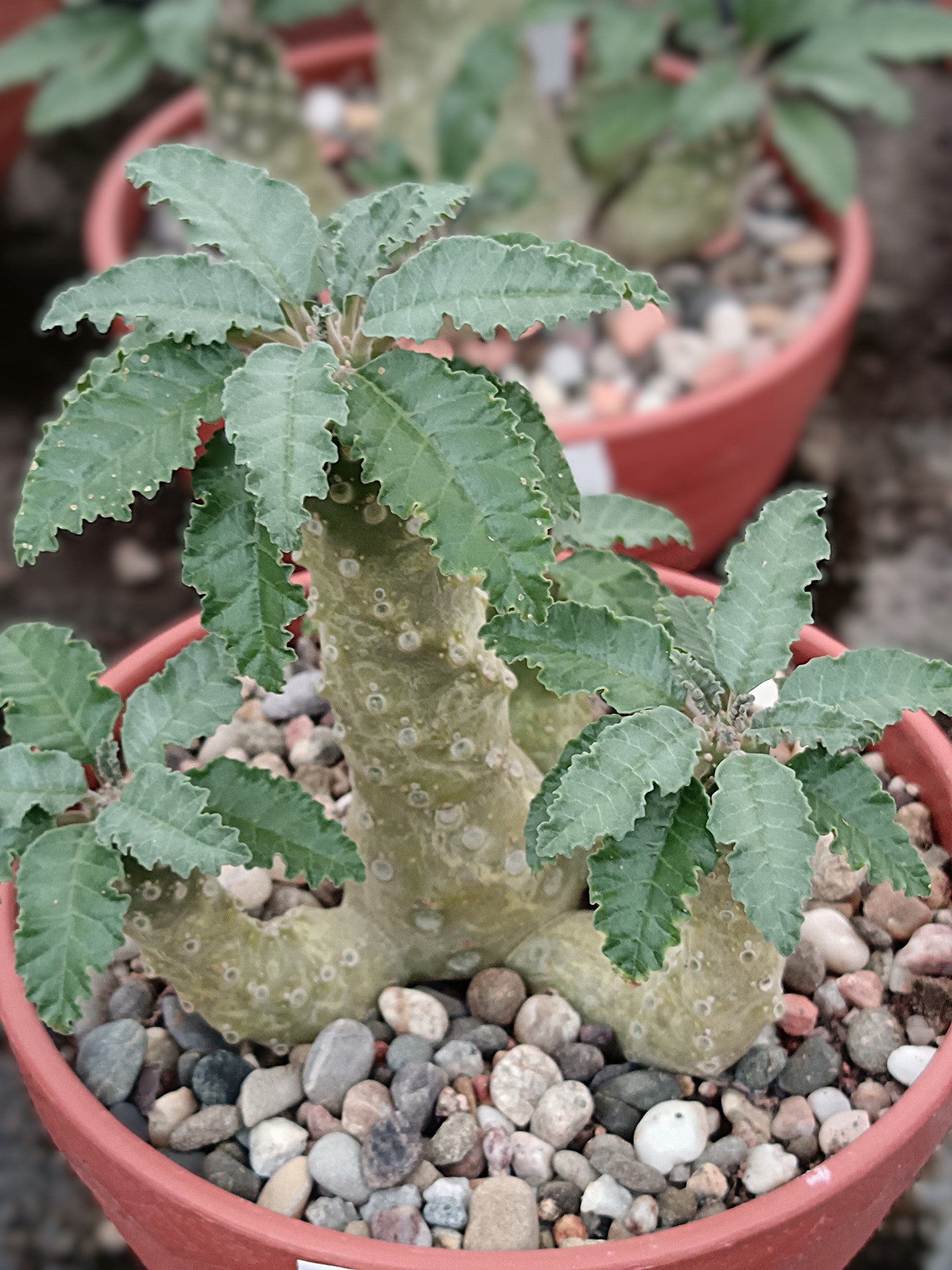 Dorstenia lavrani, 3fach verzweigt