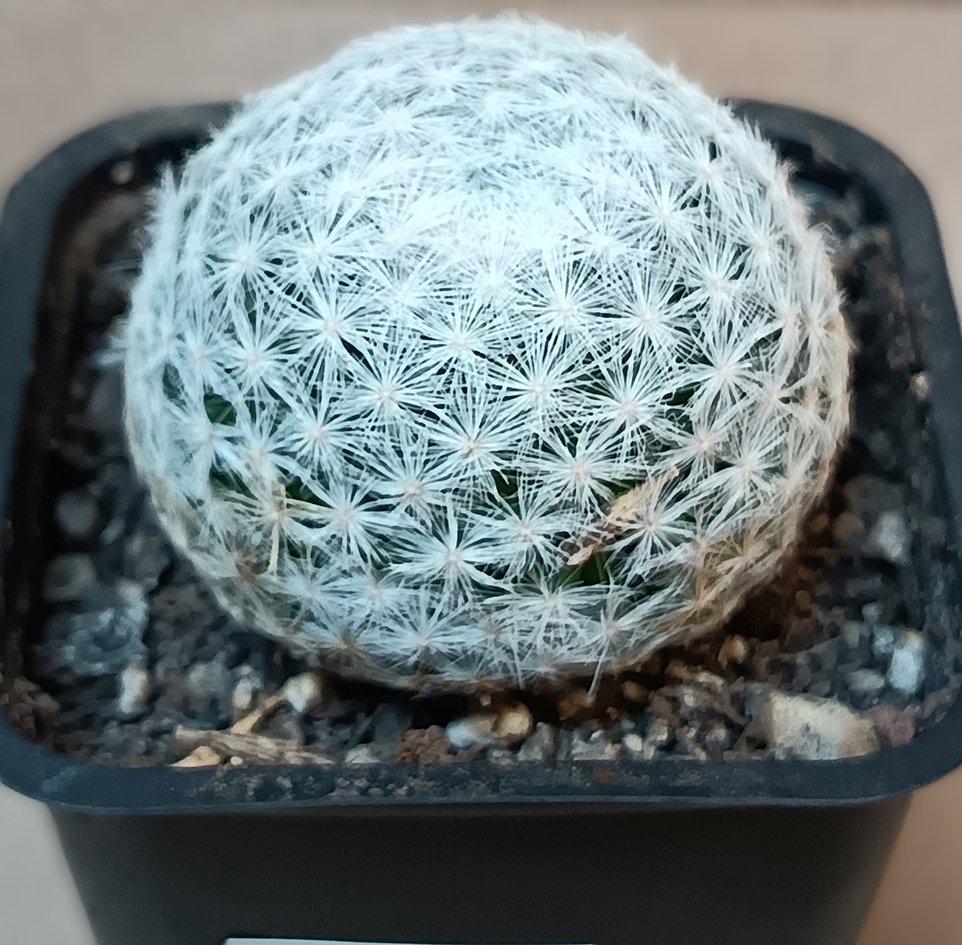 Mammillaria humboldtii