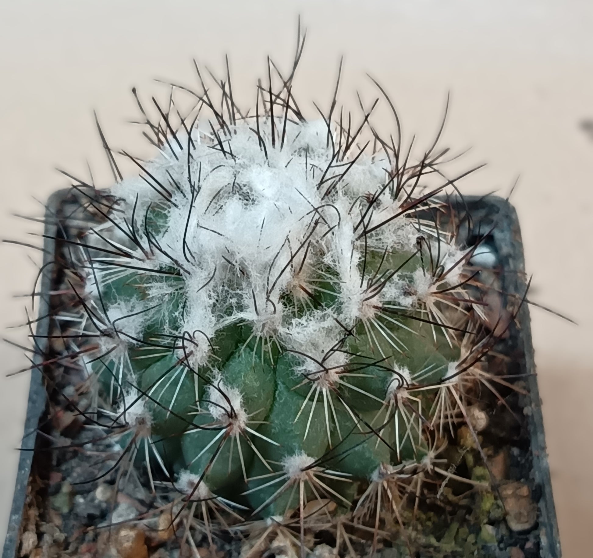 Turbinicarpus saueri ssp. nelissae