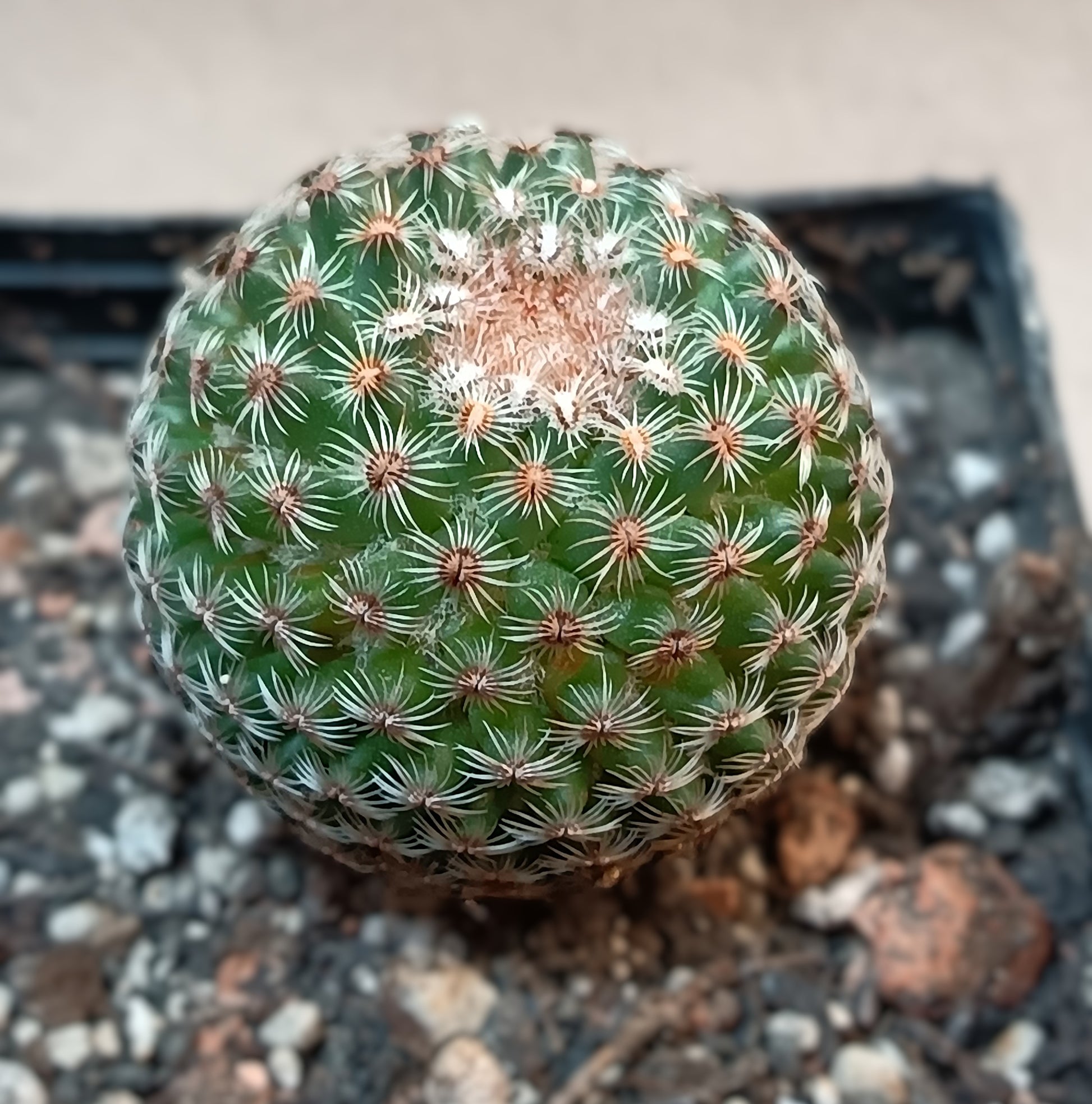 Mammillaria huitzilopochtli