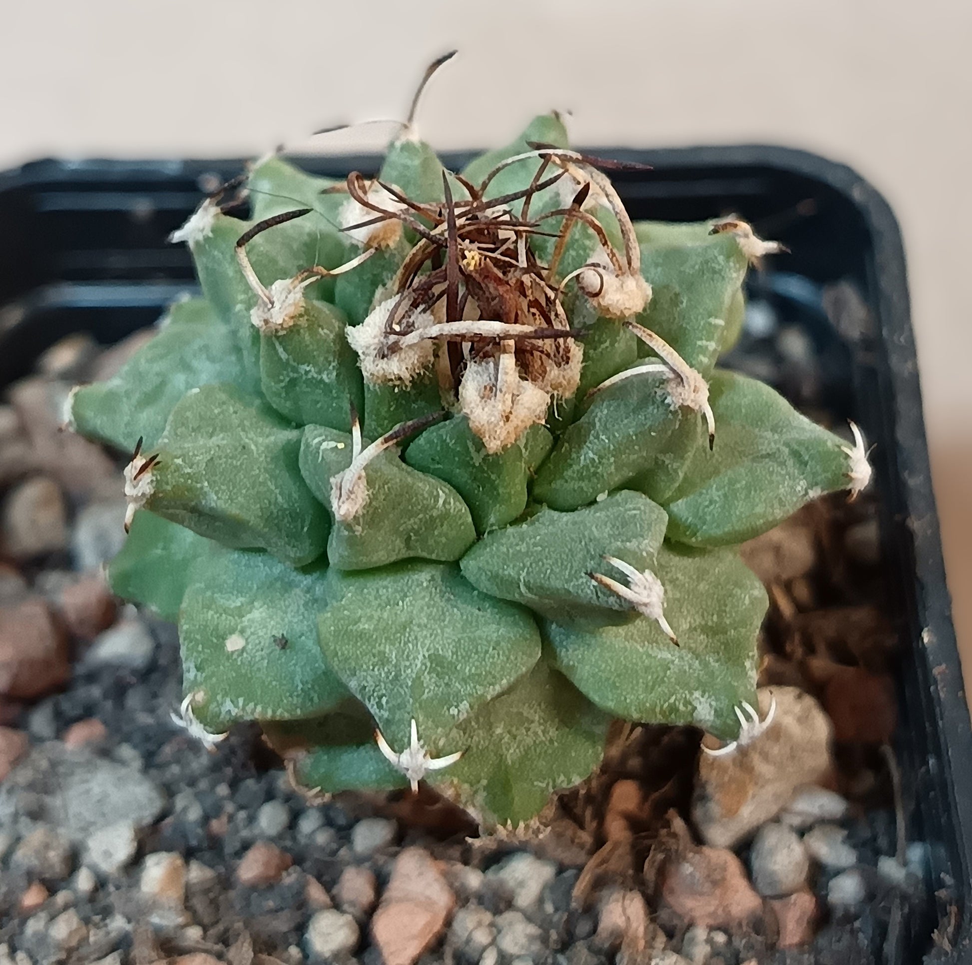 Turbinicarous alonsoi