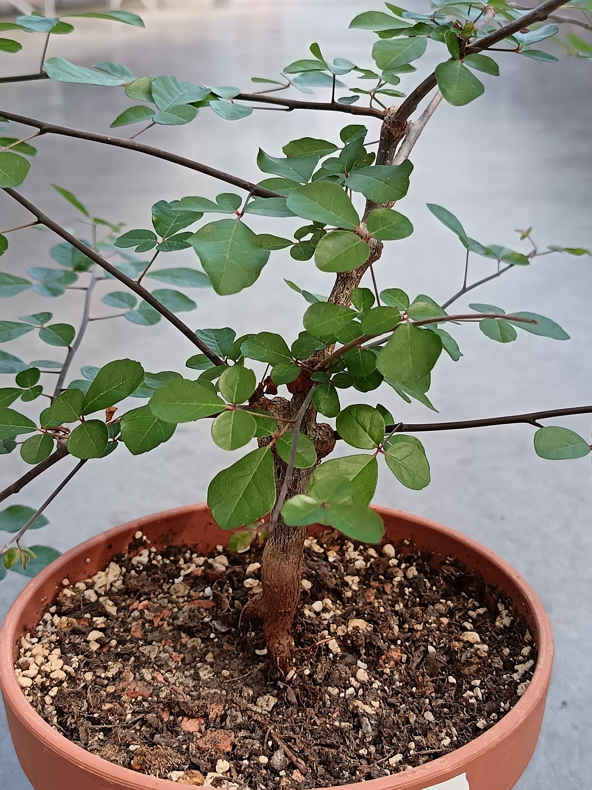 Commiphora orbicularis