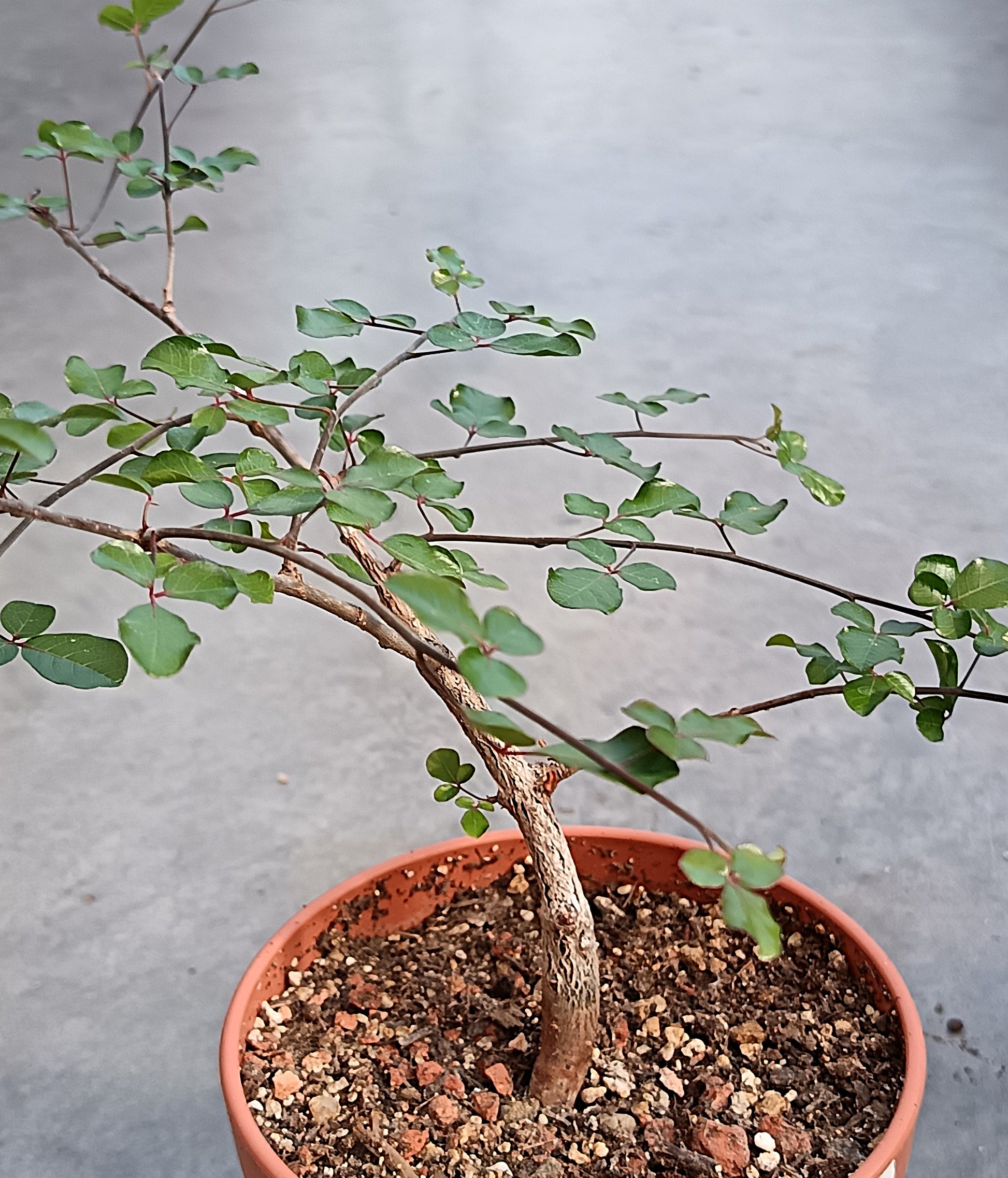 Commiphora orbicularis