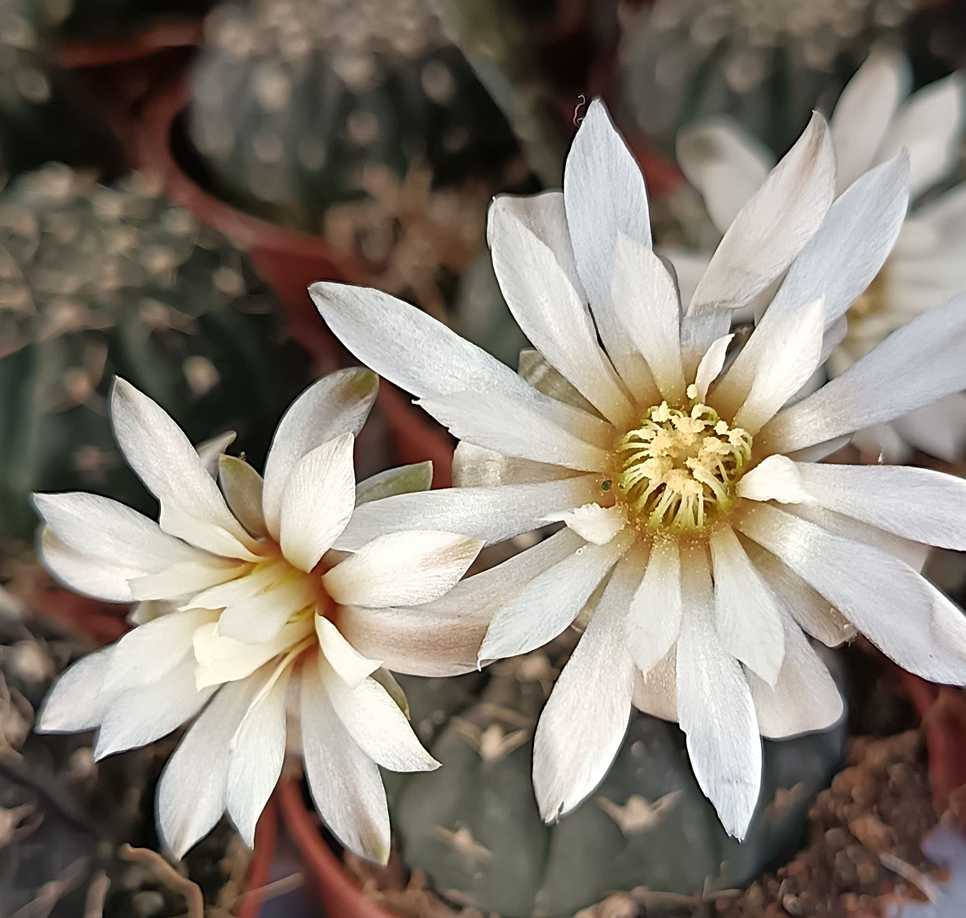 Gymnocalycium ragonesei