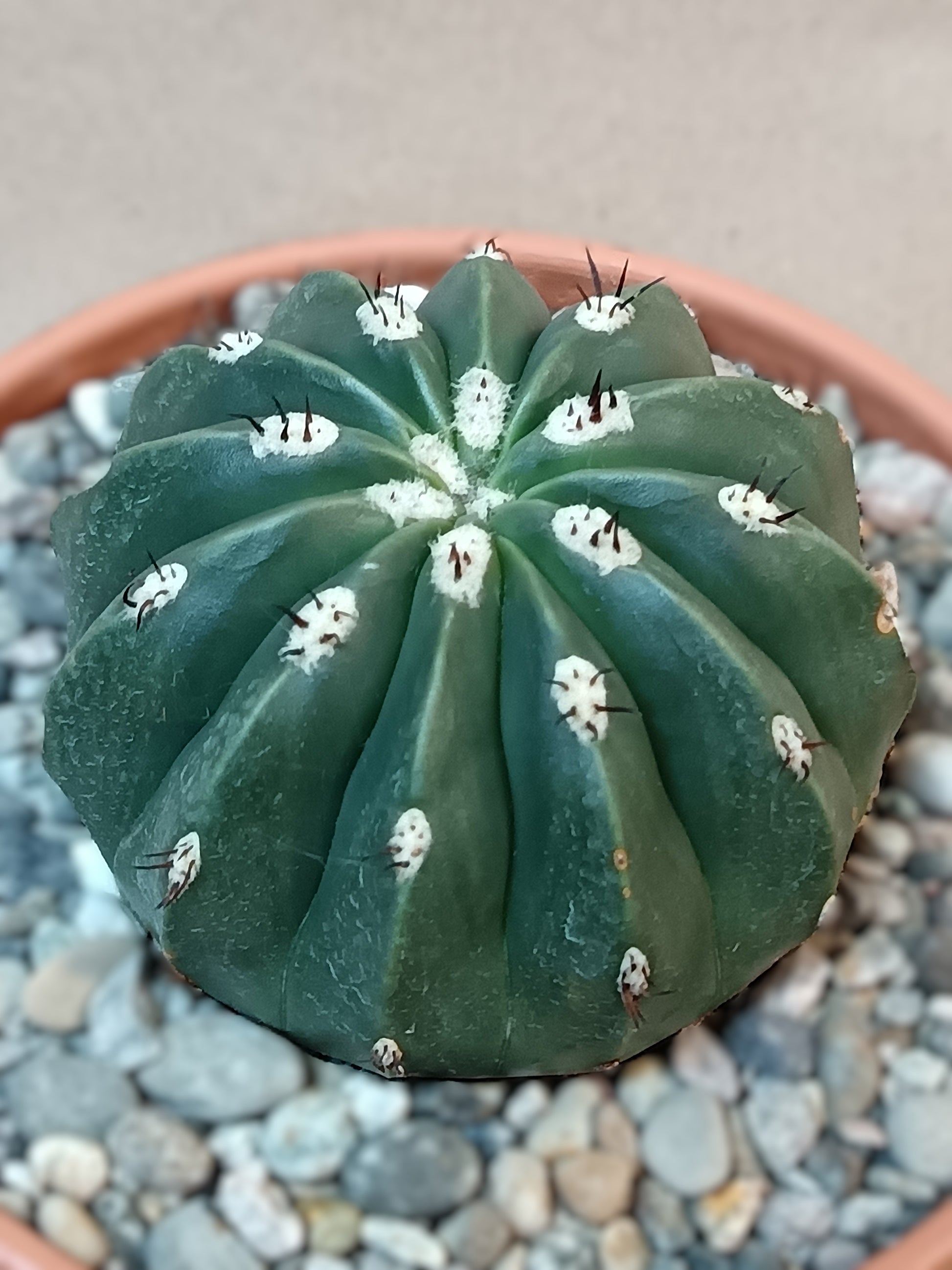 Melocactus maxonii f. inermis