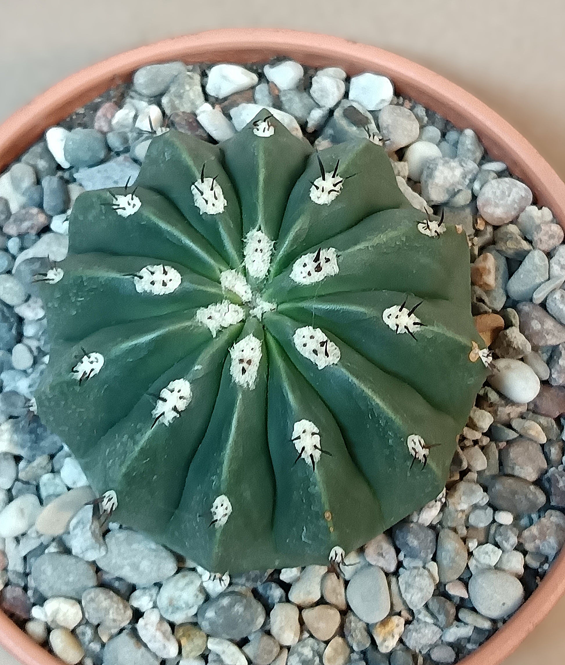 Melocactus maxonii f. inermis