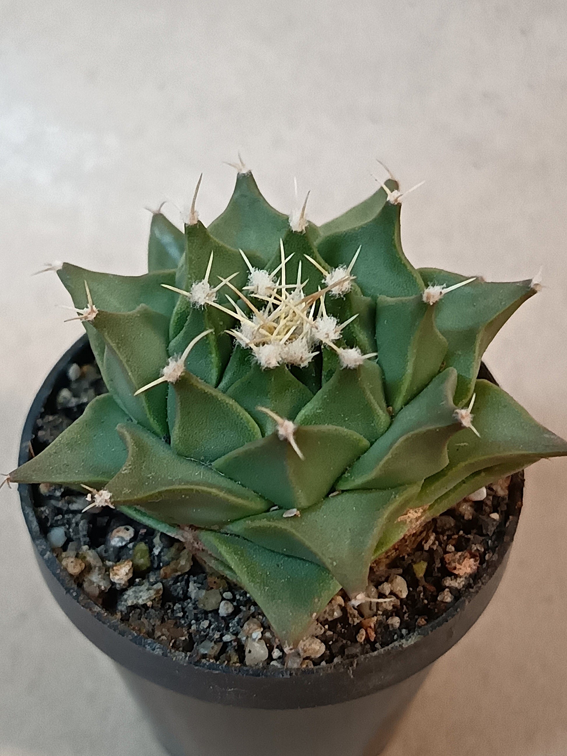Obregonia denegrii