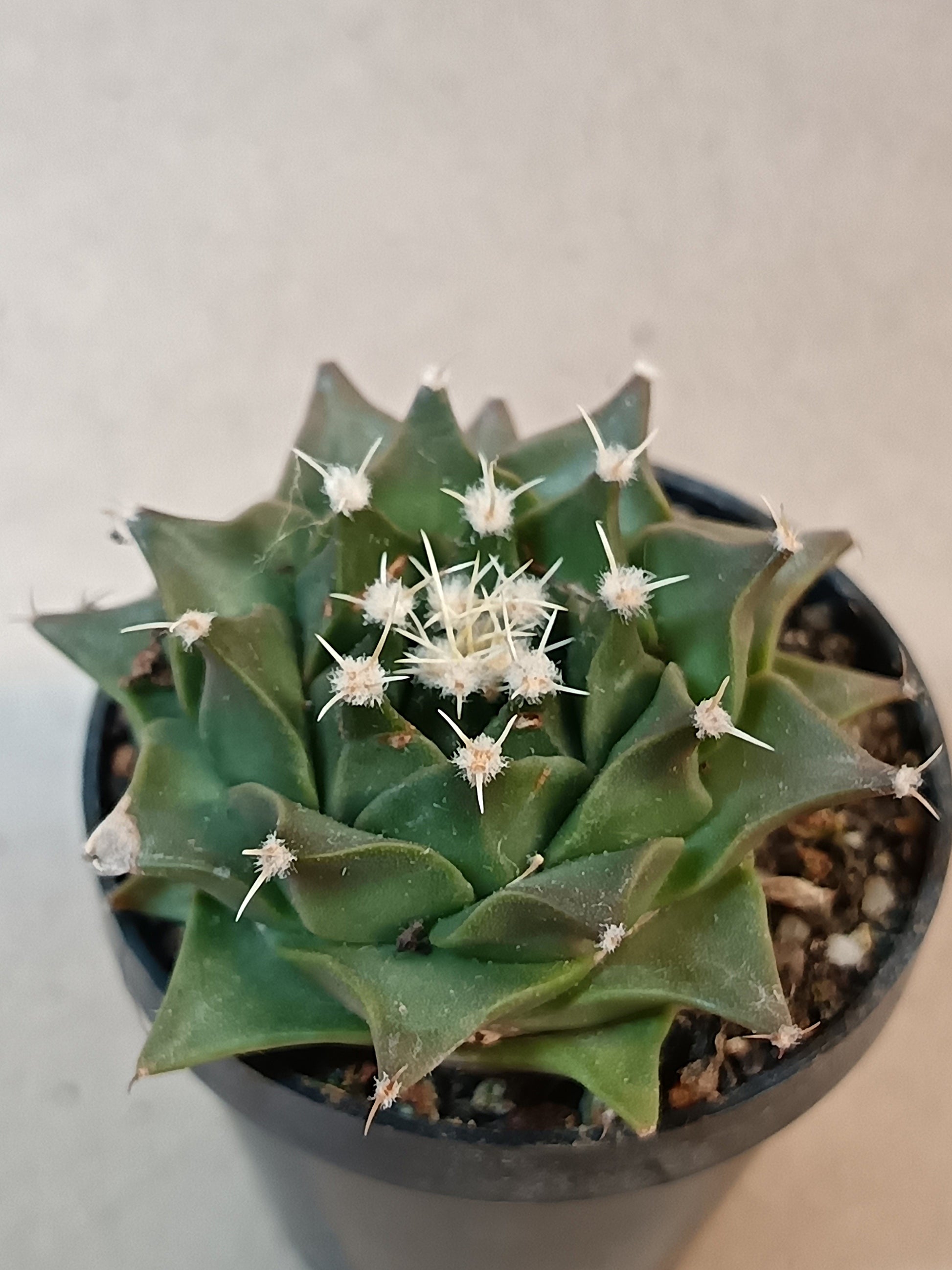 Obregonia denegrii