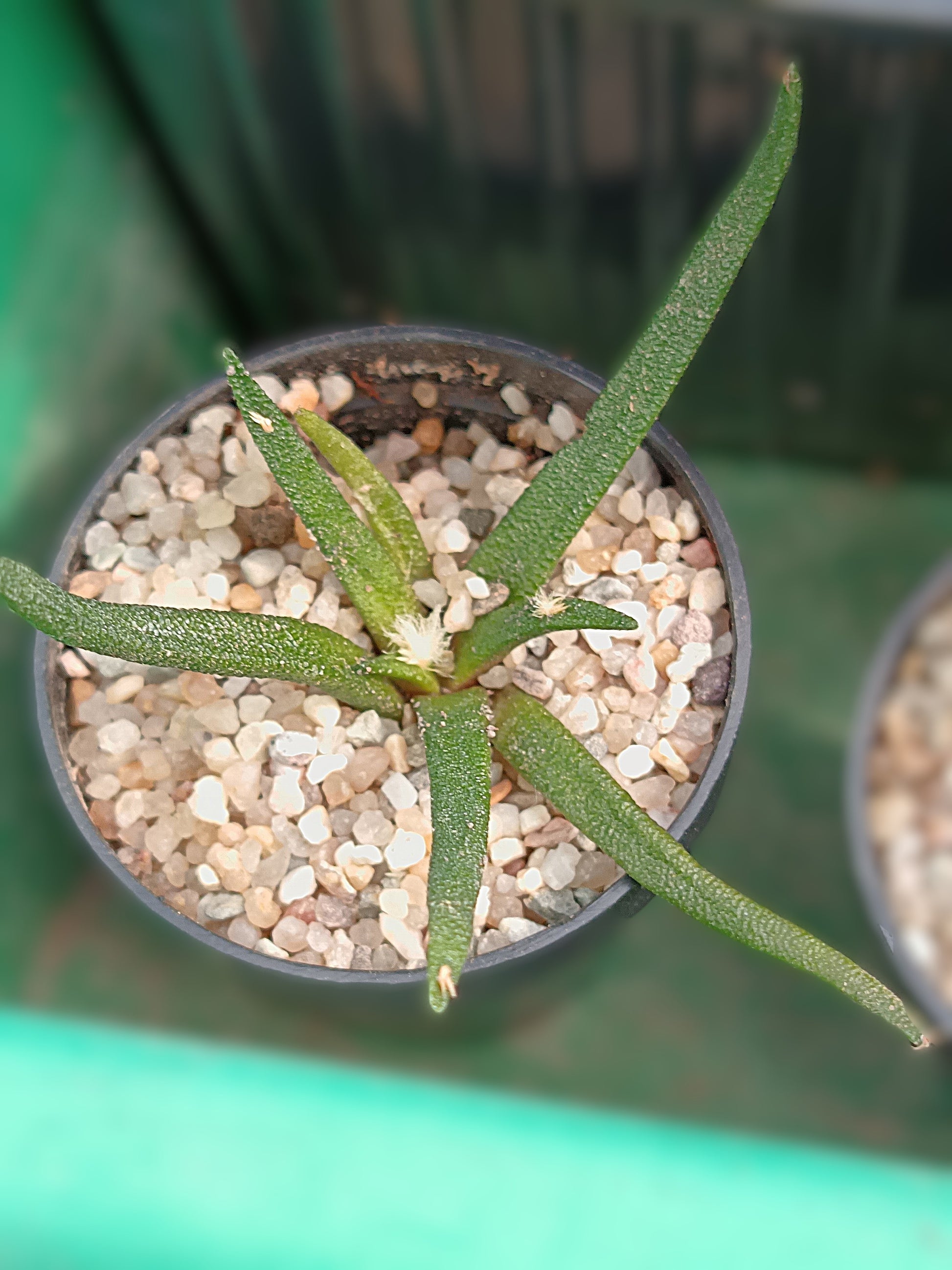 Ariocarpus agavoides
