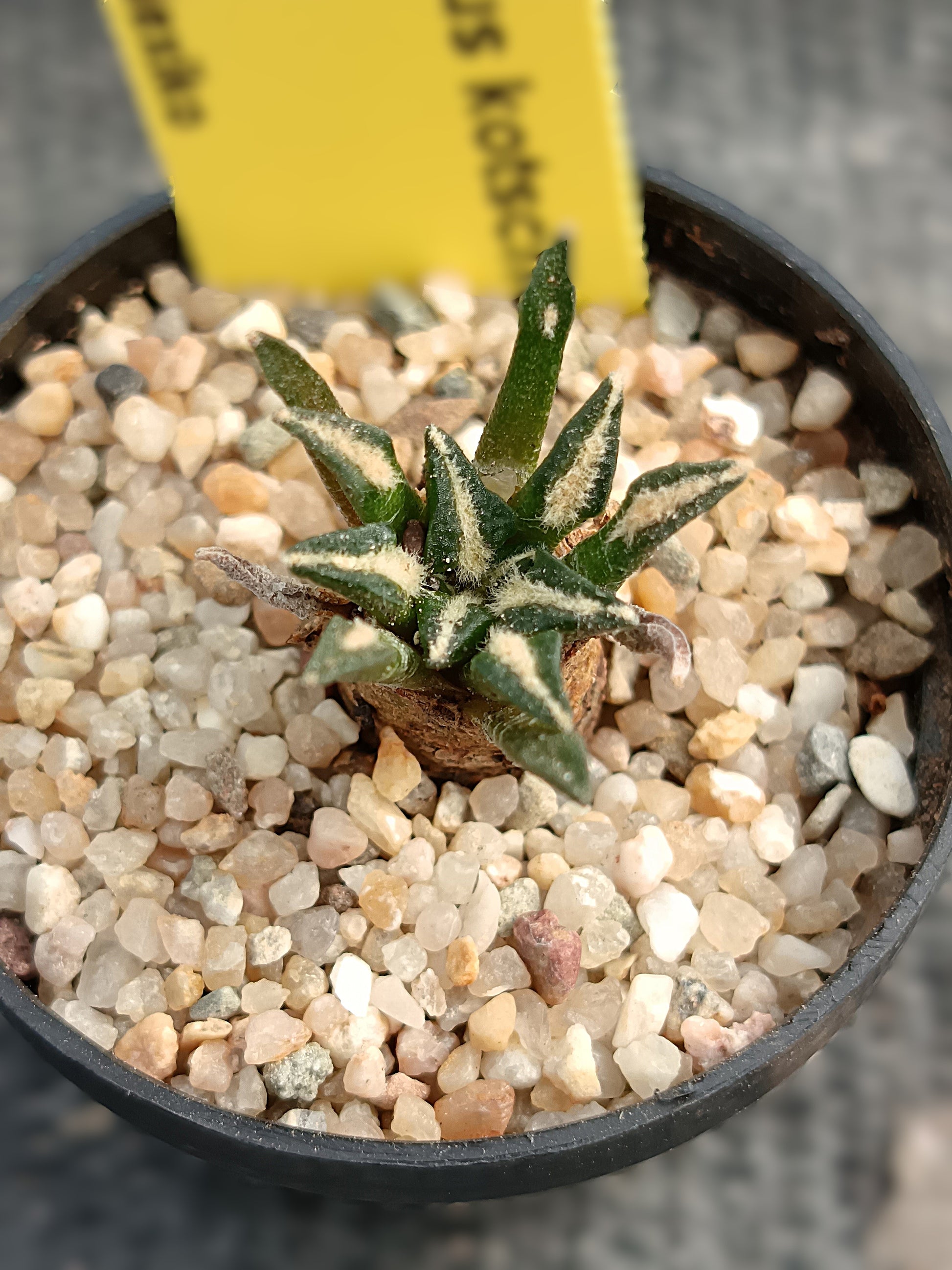 Ariocarpus kotchoubeyanus