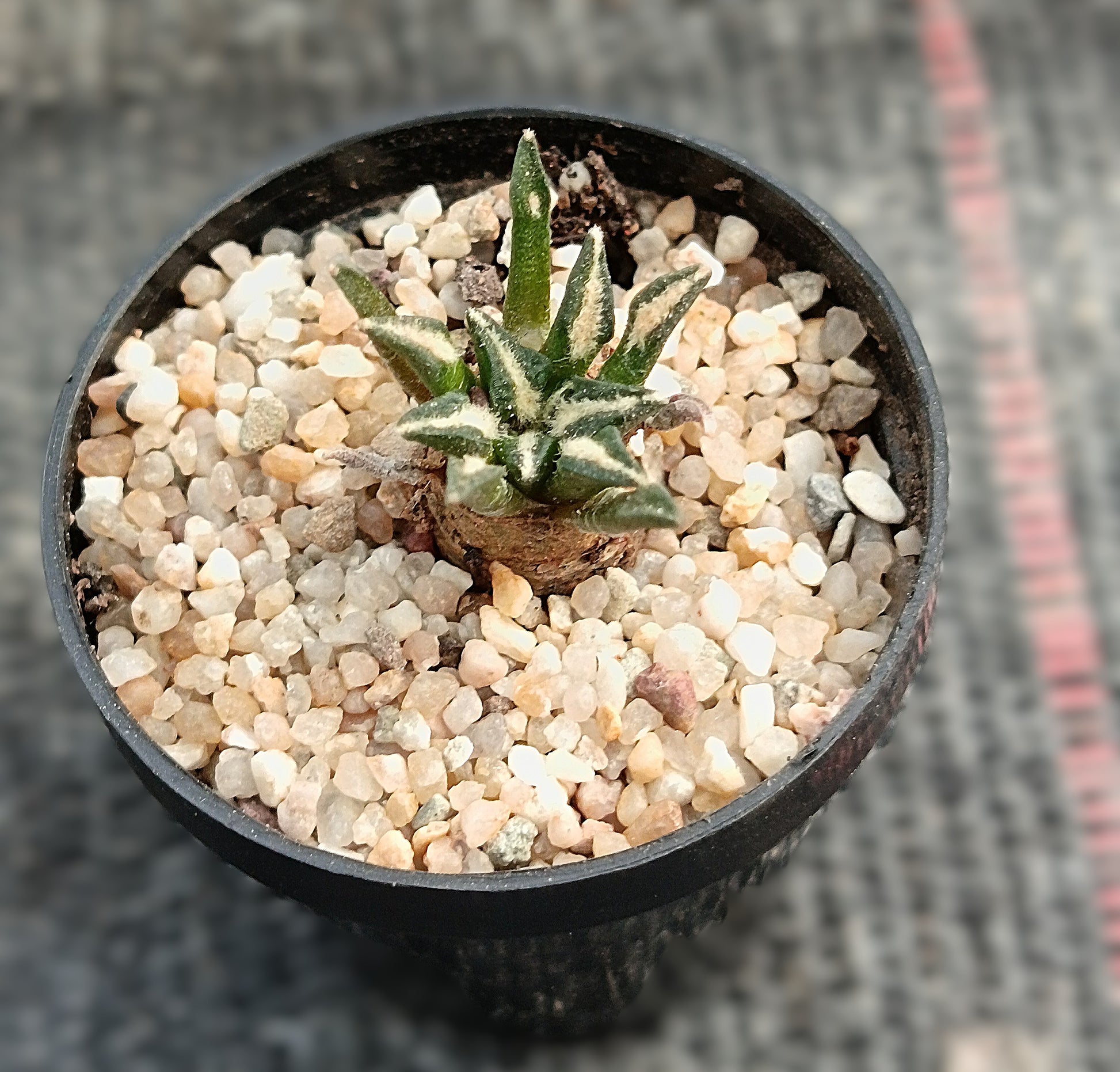Ariocarpus kotchoubeyanus